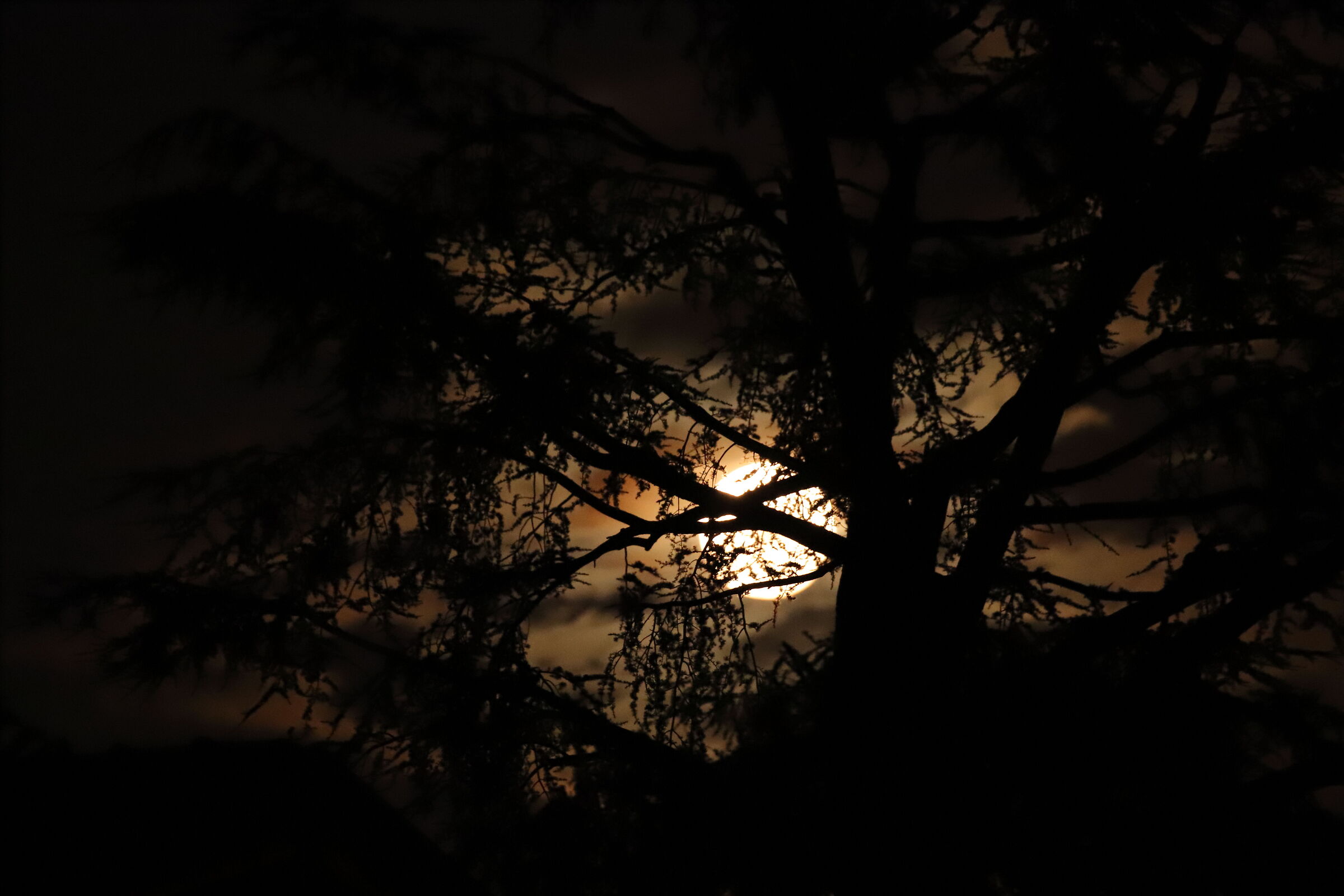 The moon hides behind the trees