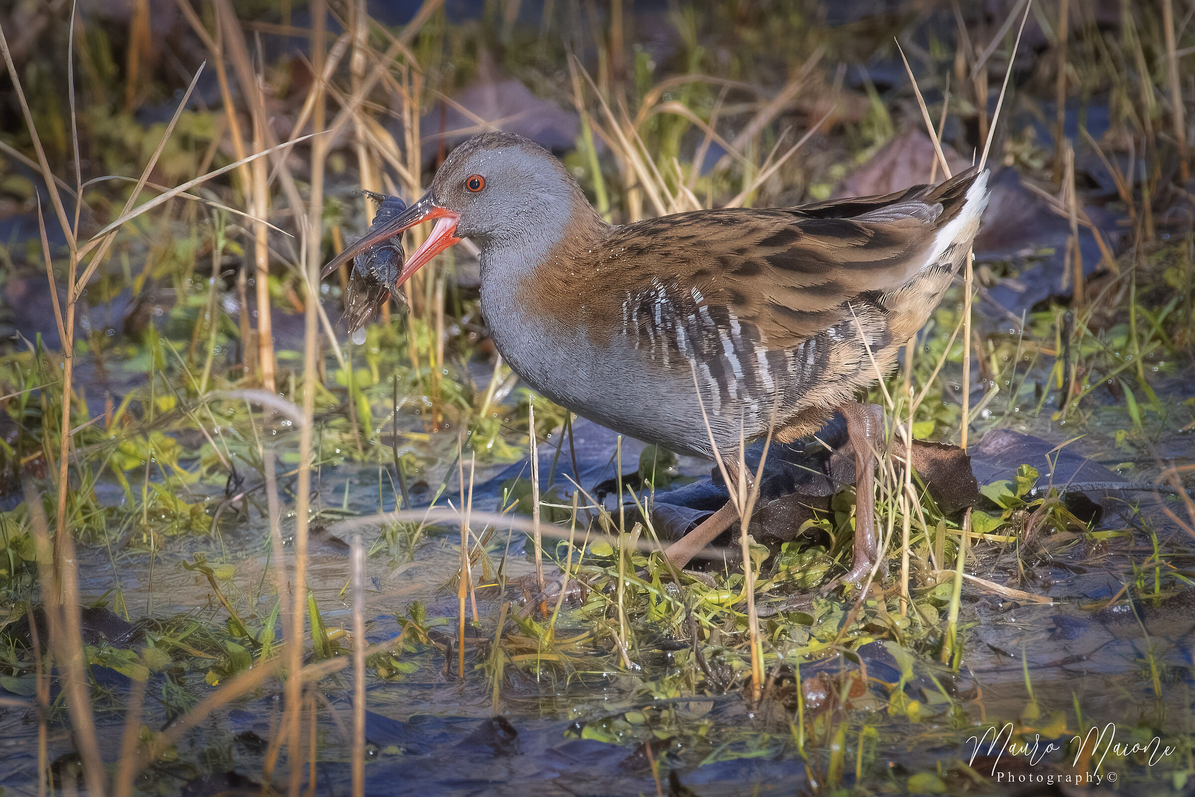 oggi tagliolini all'astice