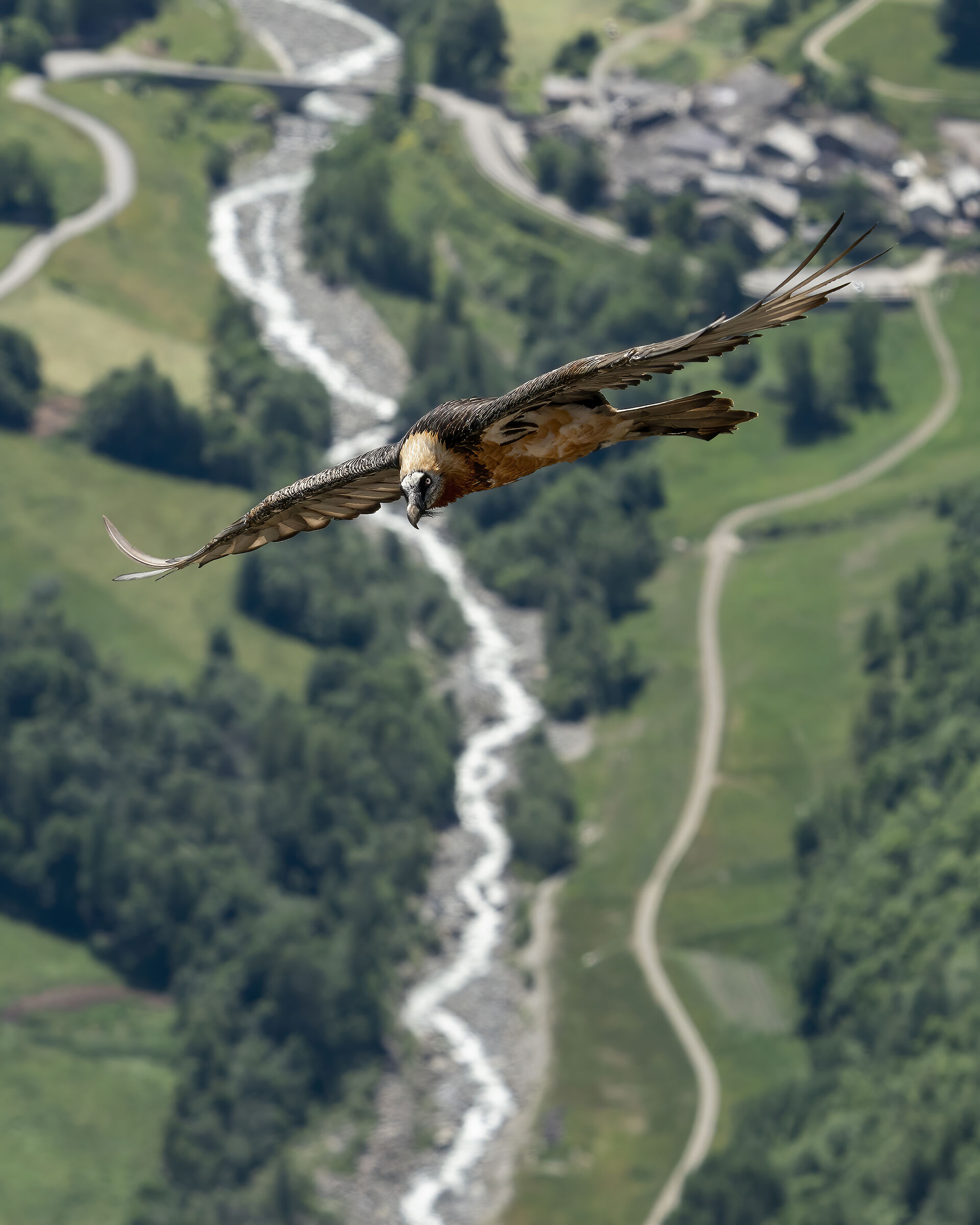 Gipeto in planata