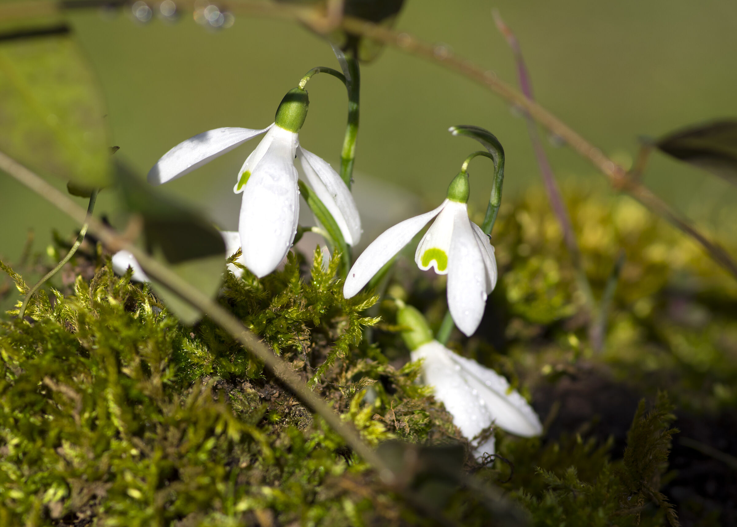 Snowdrop