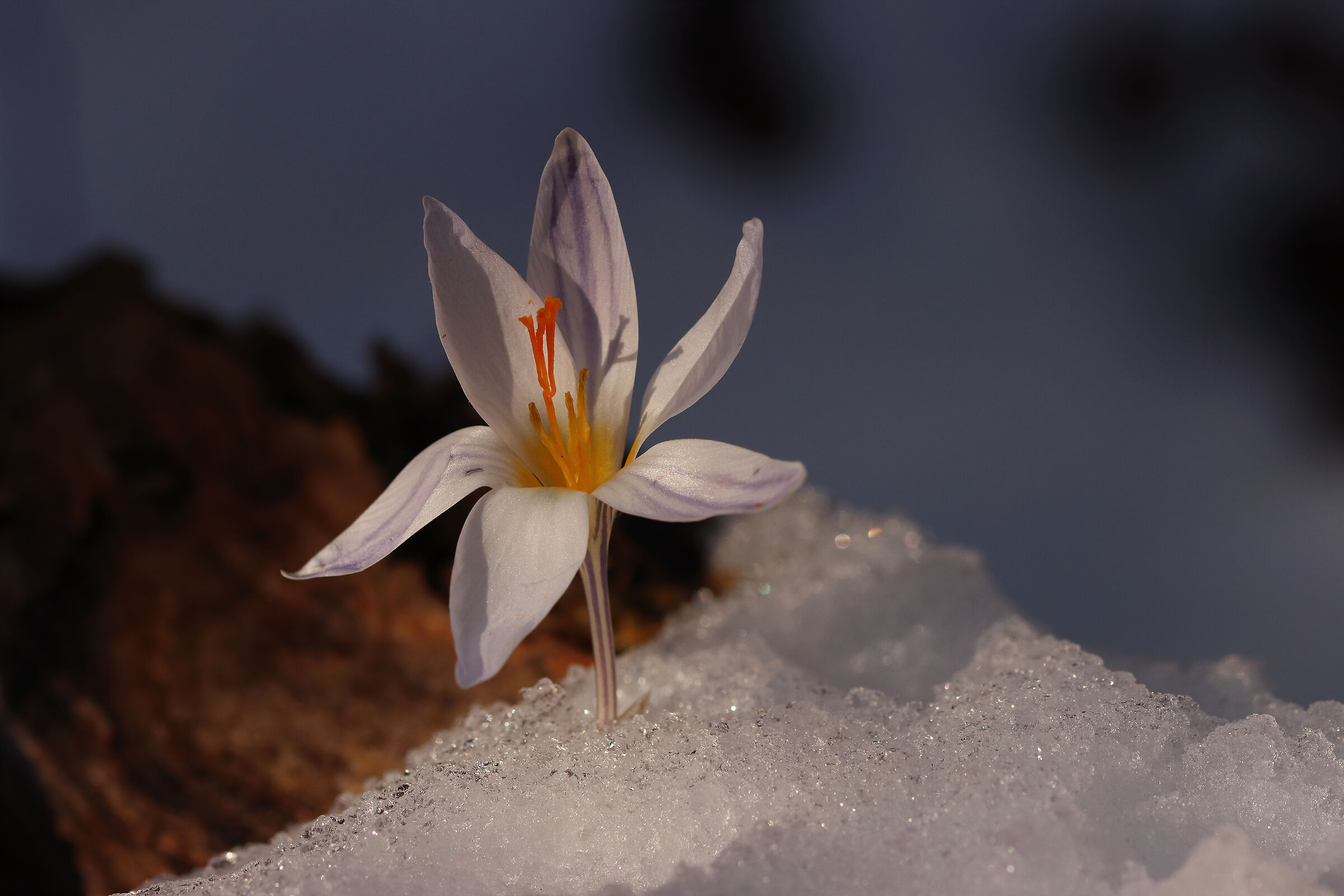 annuncio dei crocus