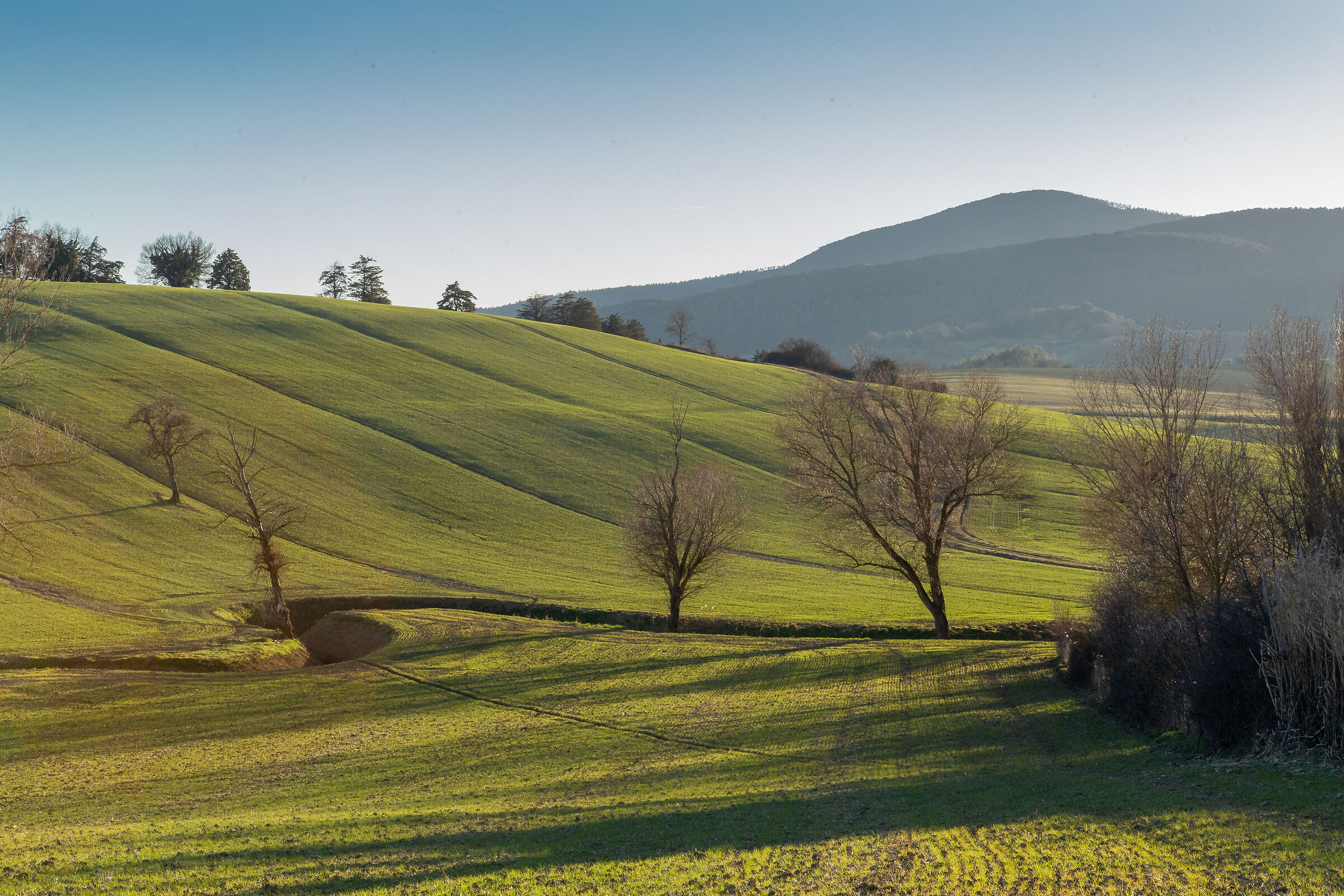 Colline
