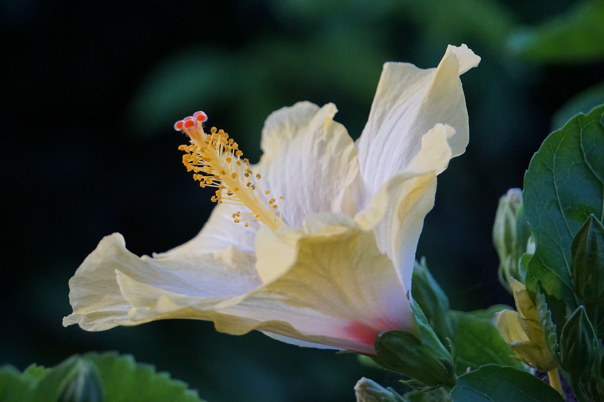 Hibiscus