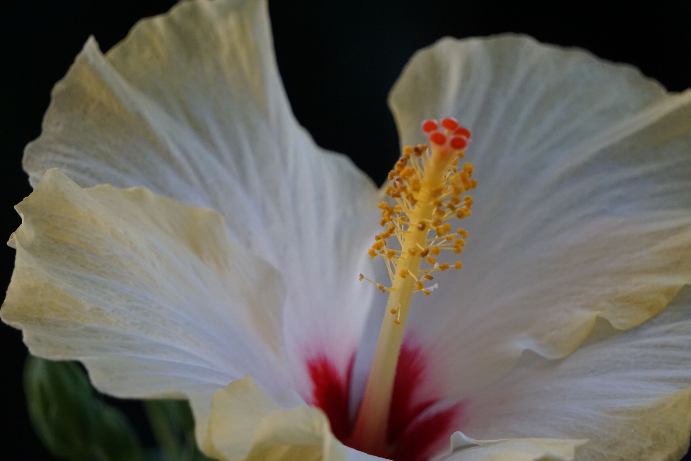 Hibiscus