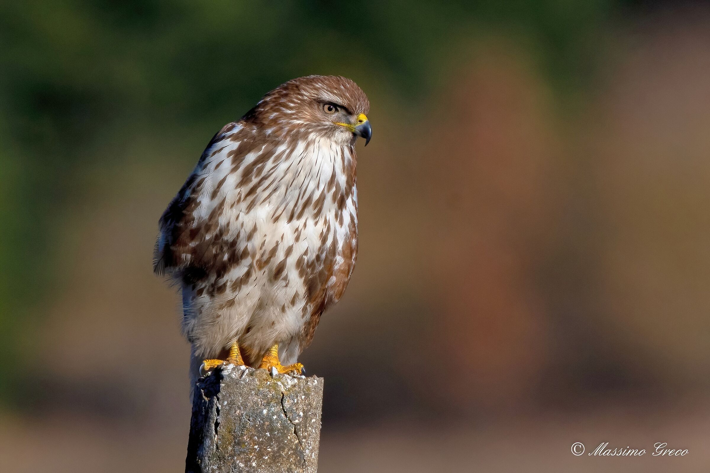 Buzzard (Buteo buteo)