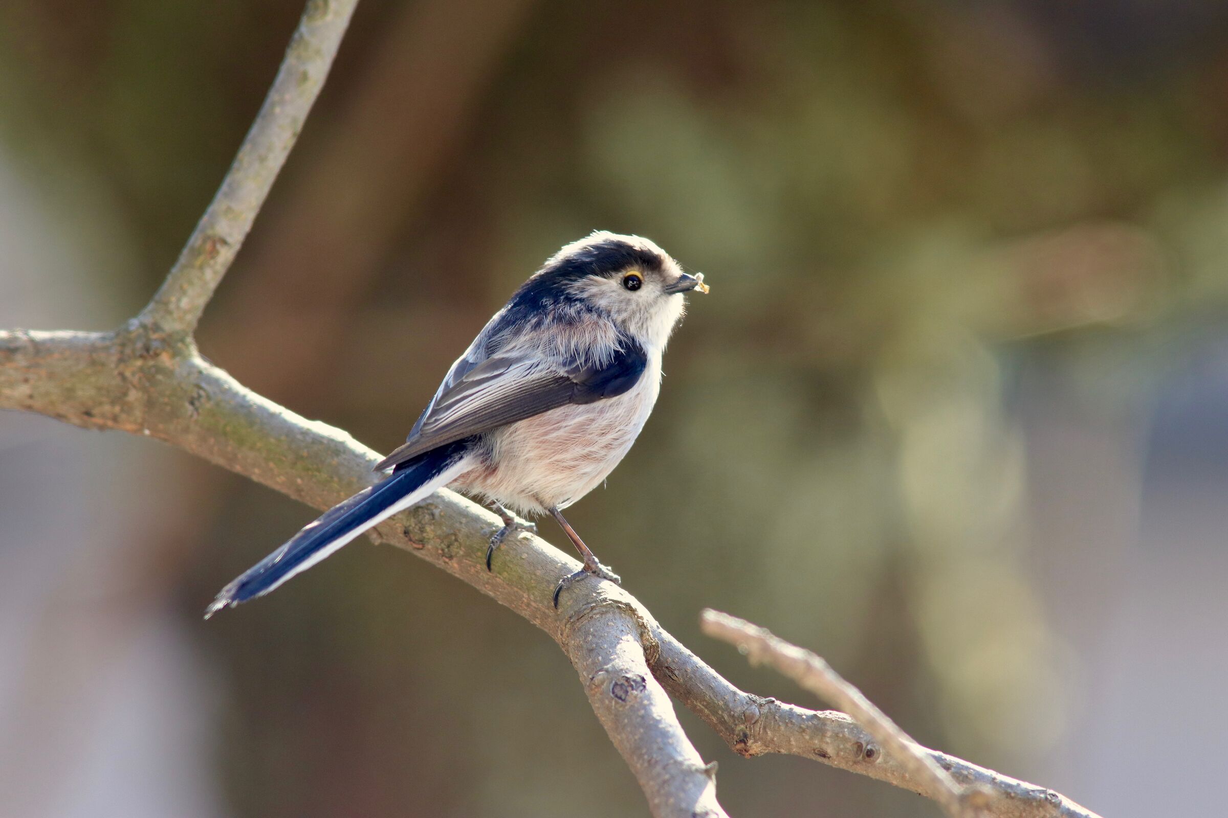 I codibugnoli nidificano già: 12 febbraio 2022