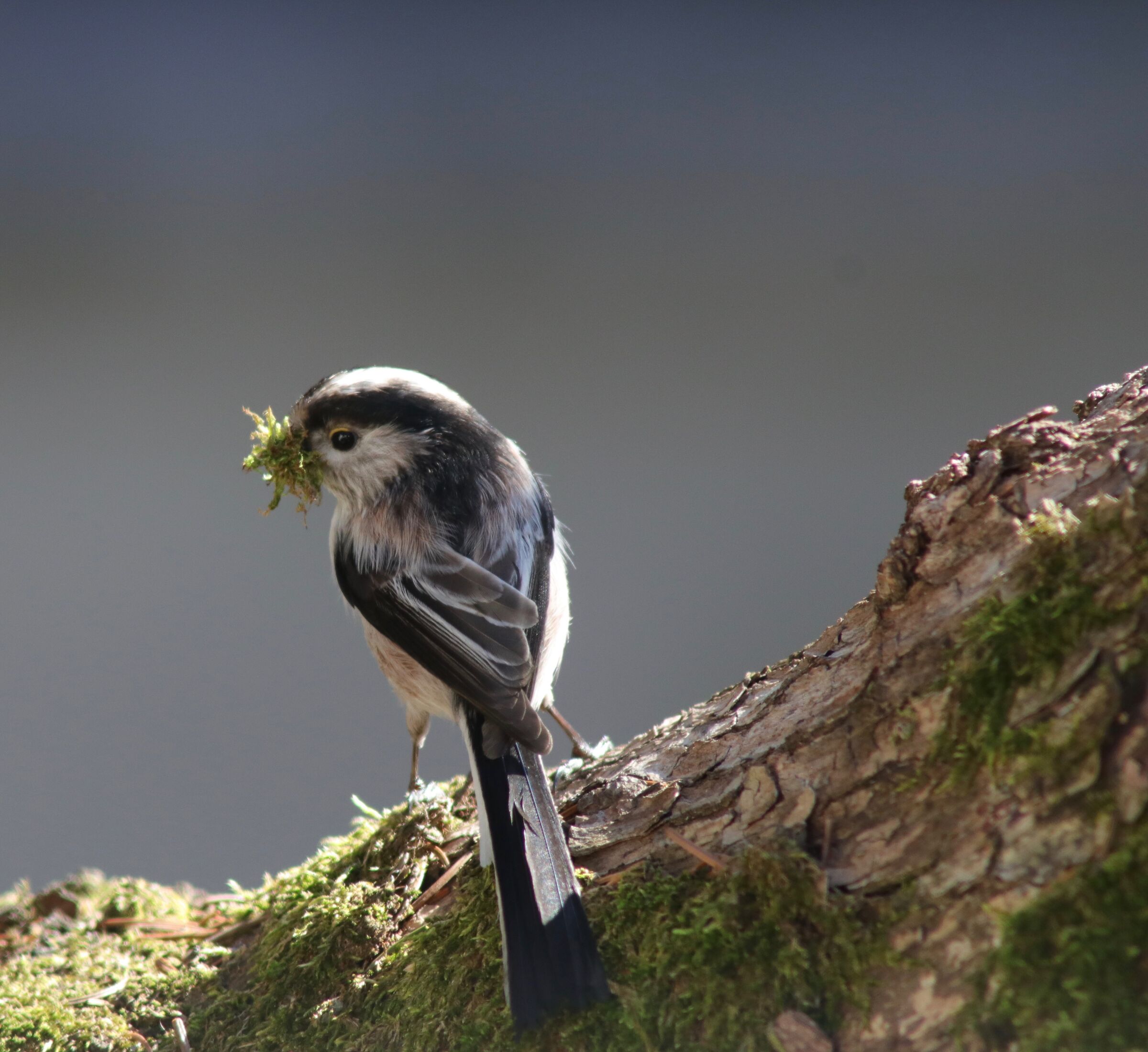 Imbottiture per nidi: naturale