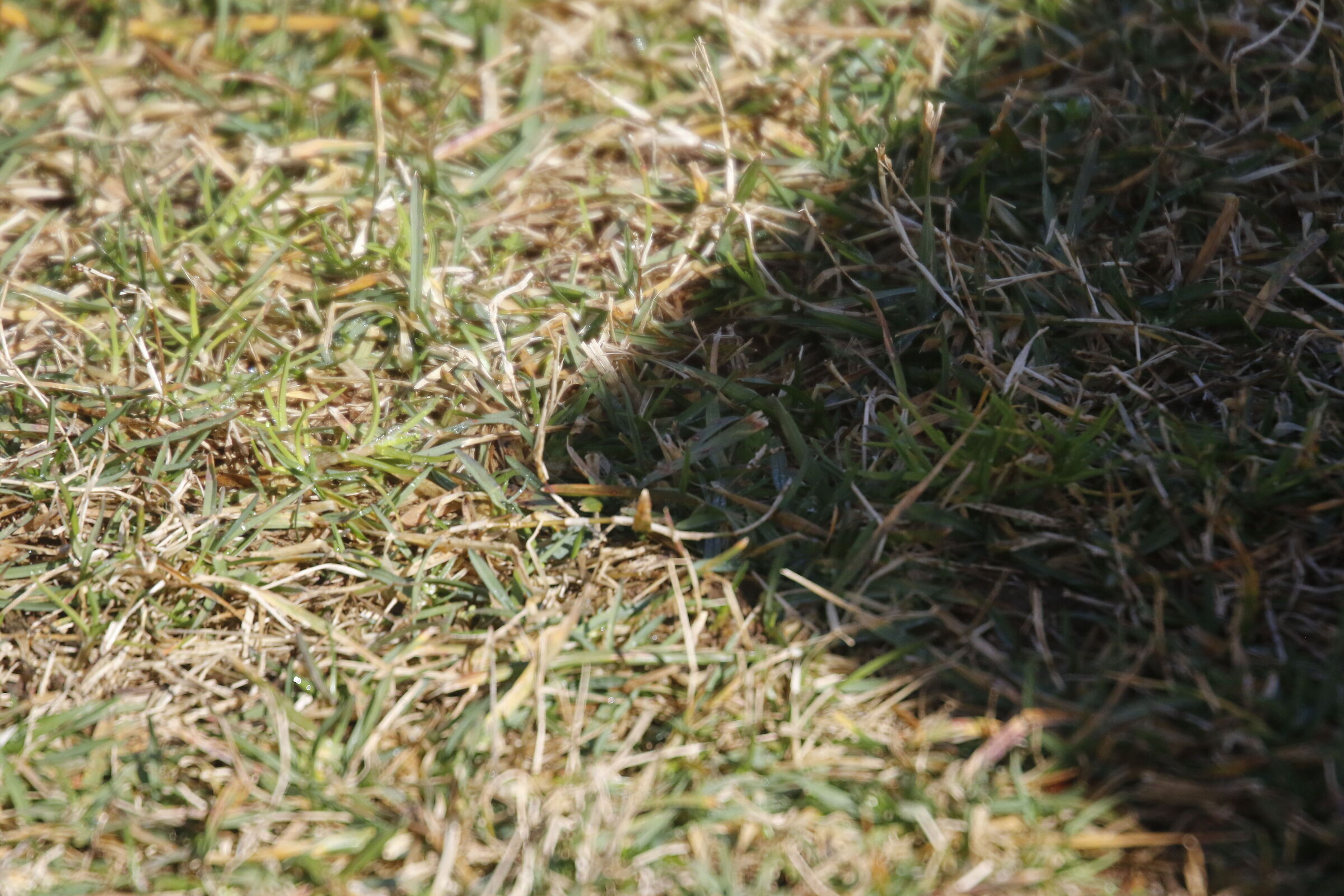 A 300= Crop 480/ Canon 7D ii-70-300 DO IS USM