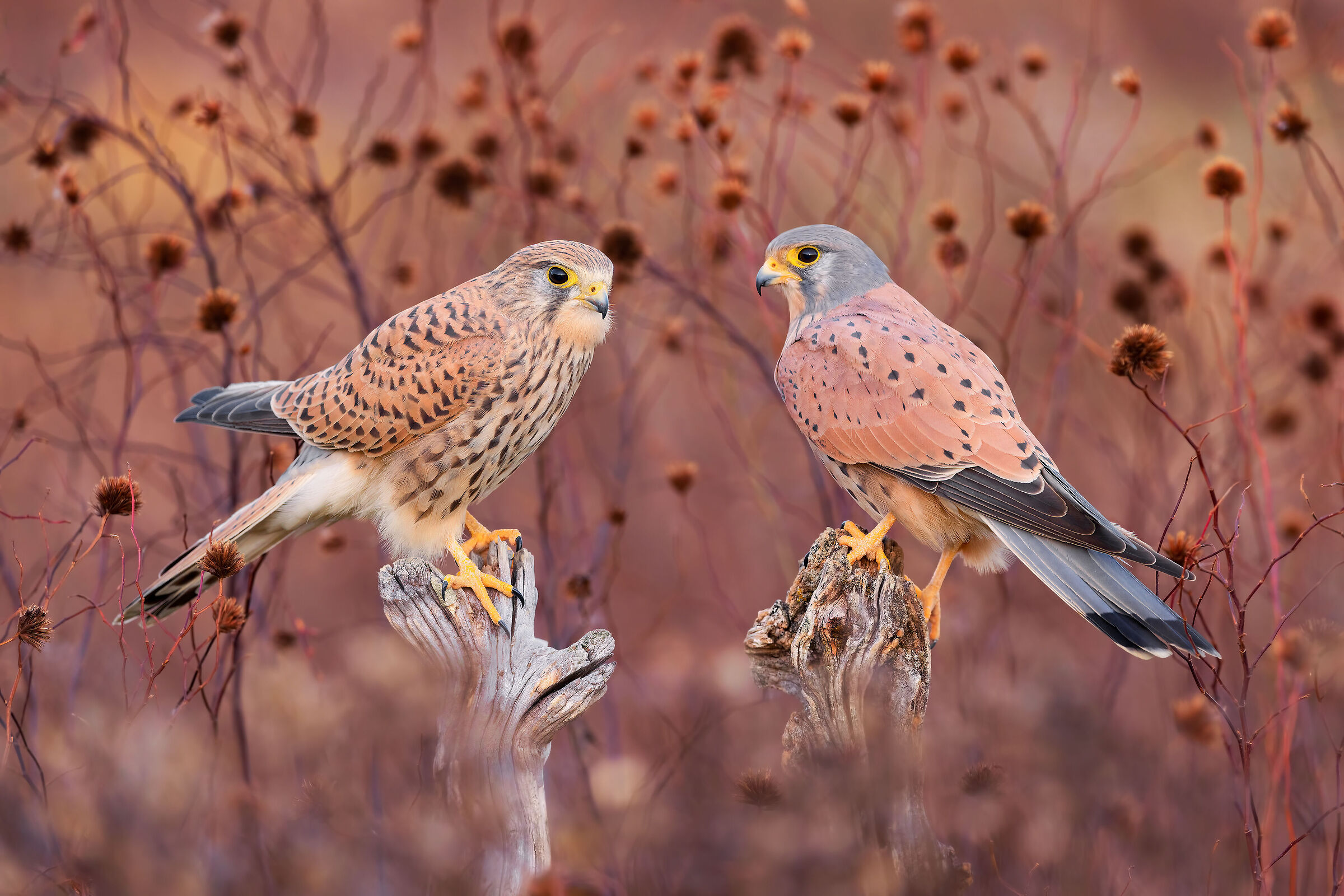 Kestrels