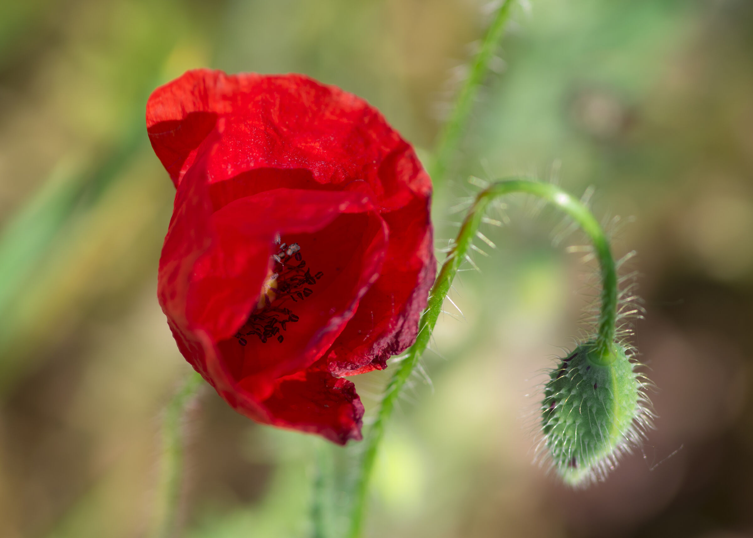Poppies