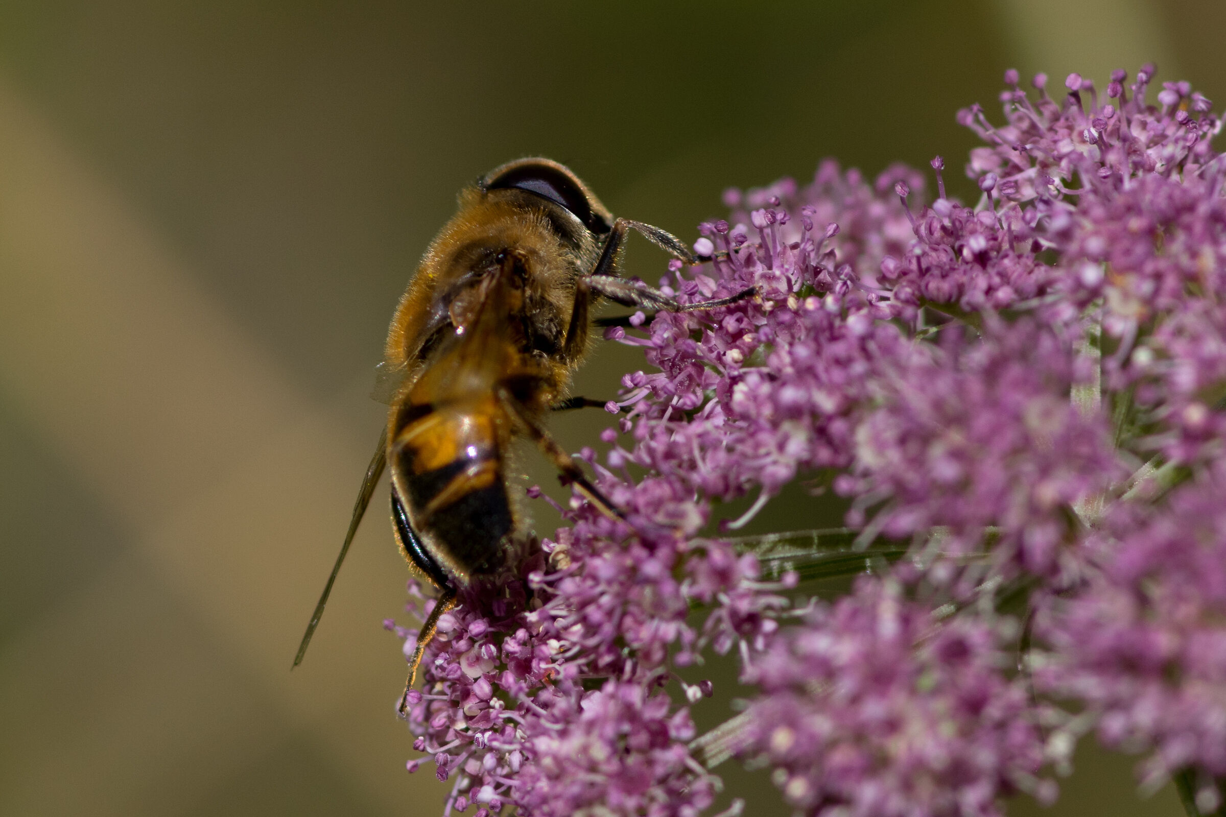 Bee