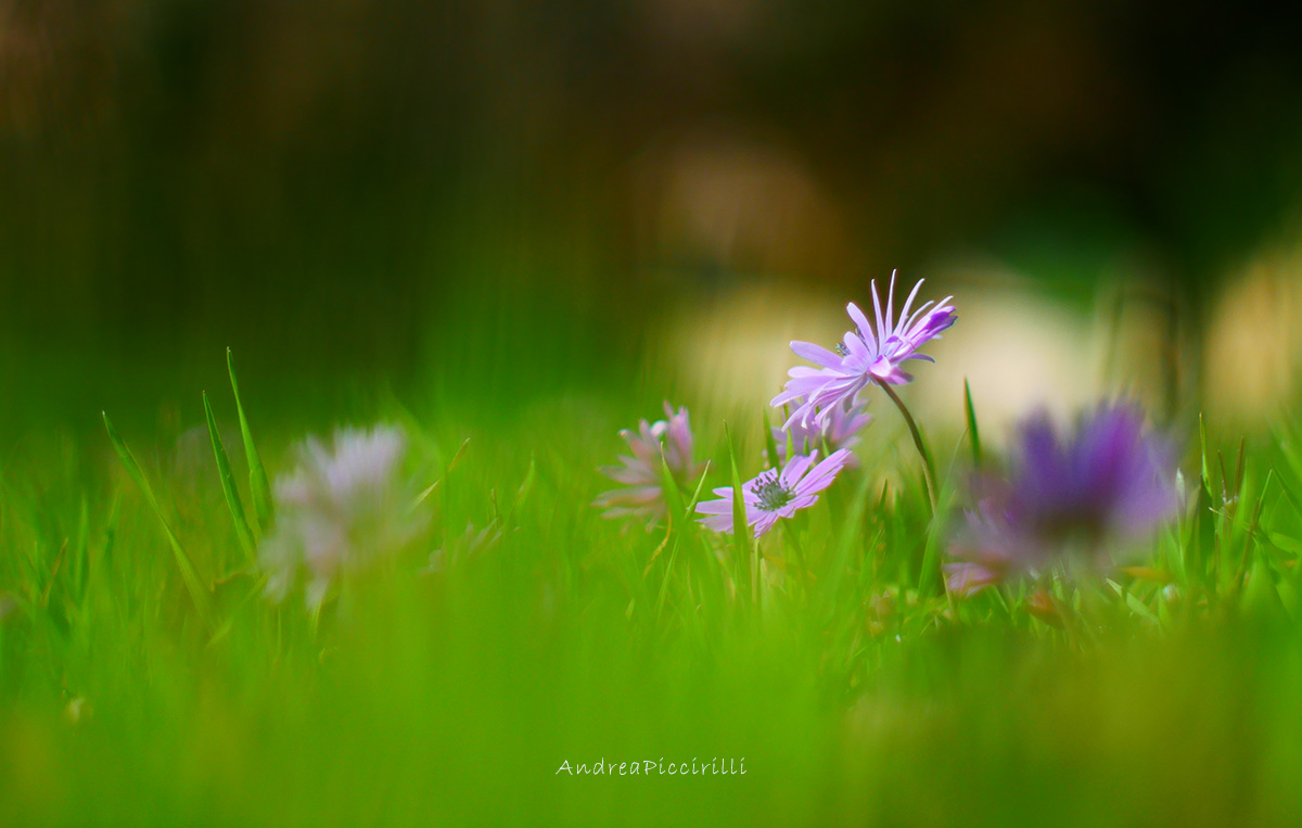 Assaggio di primavera