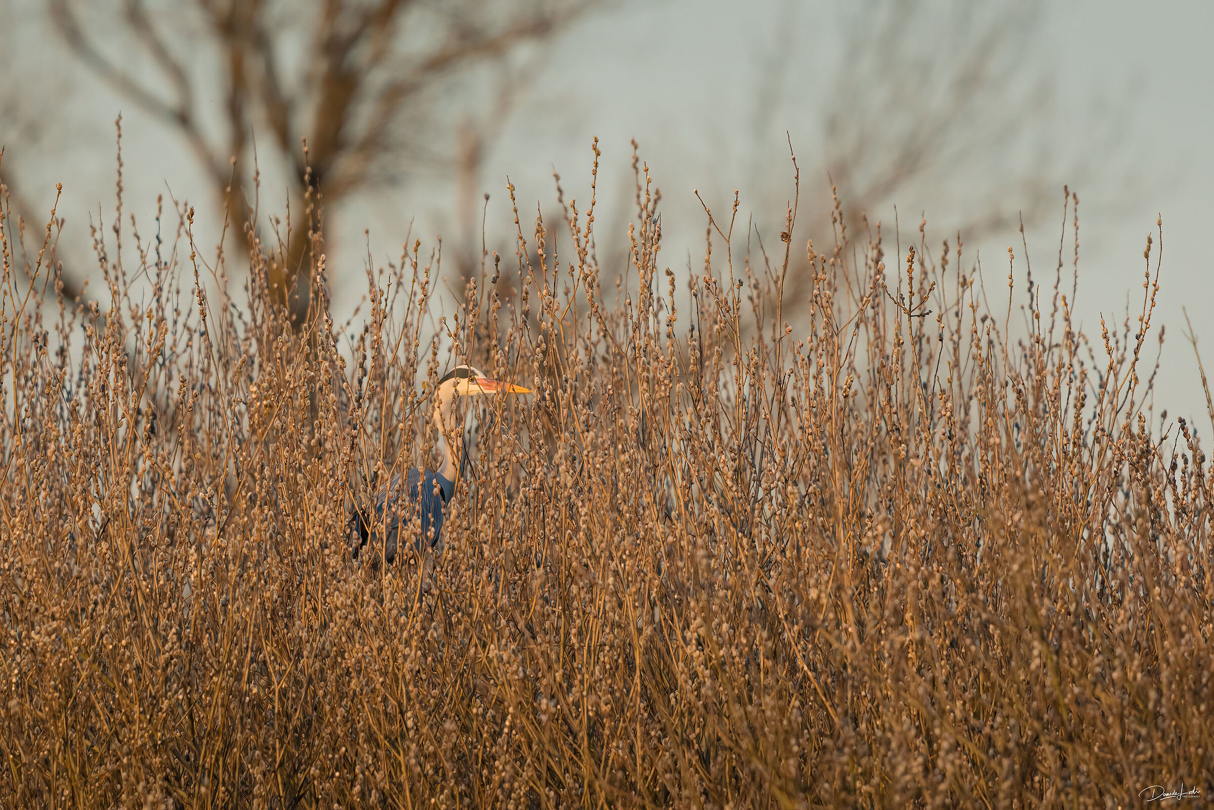 Grey heron at the last lights