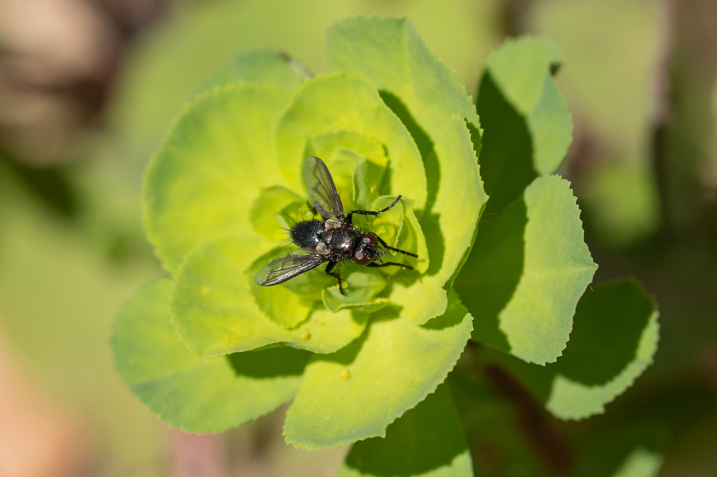 Which Dipterus are you?