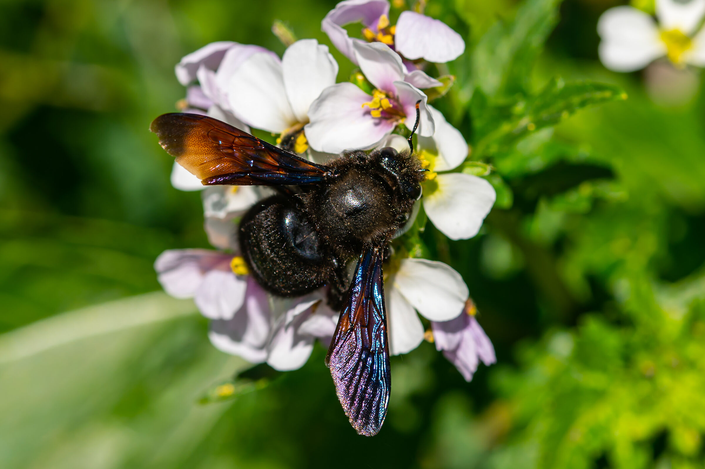 Xylocopa Violacea