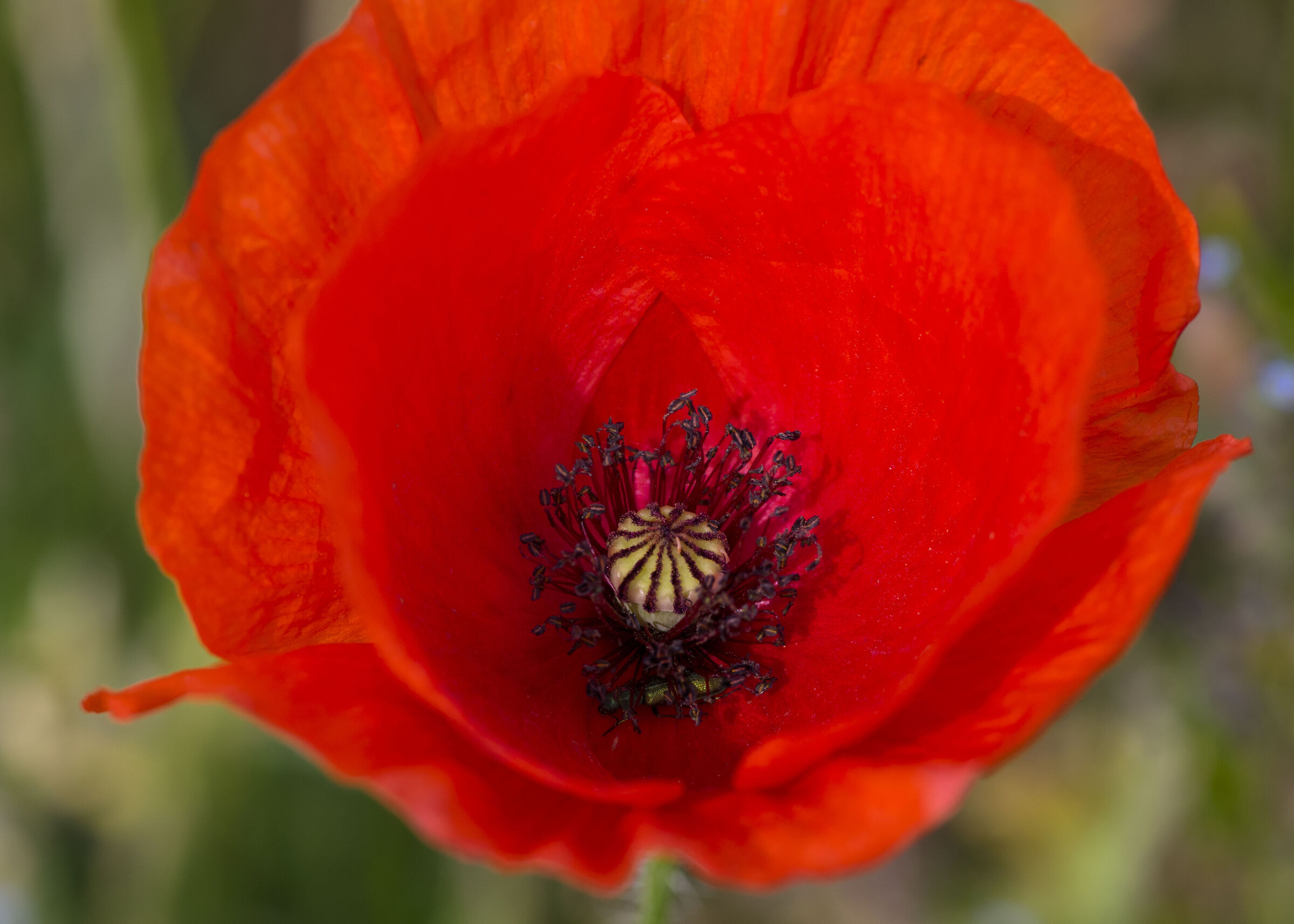 Poppy