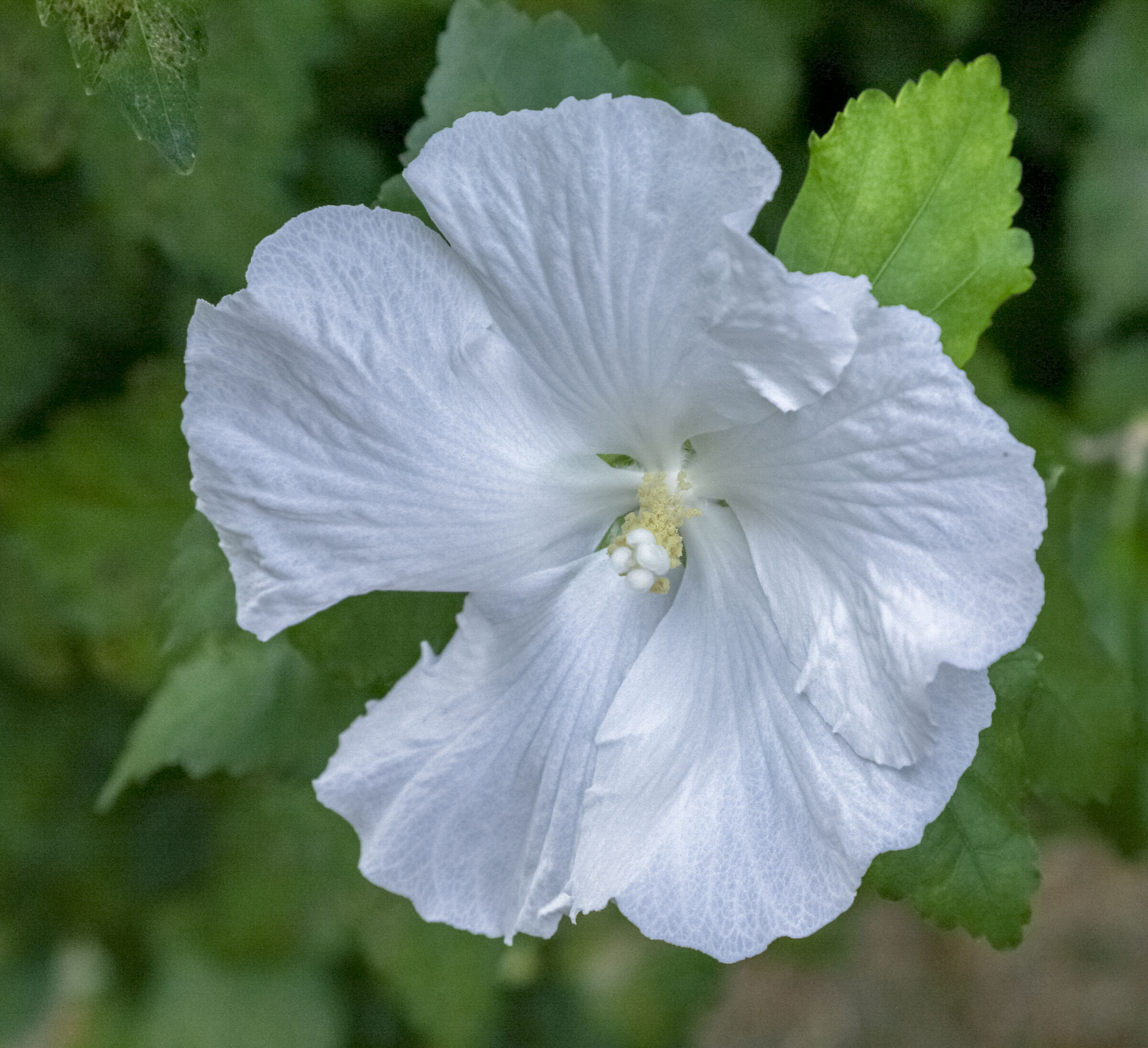 Hibiscus