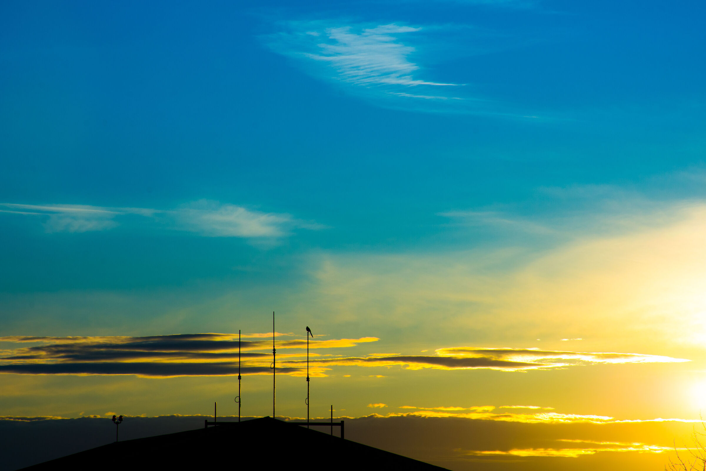 The morning has gold in its mouth