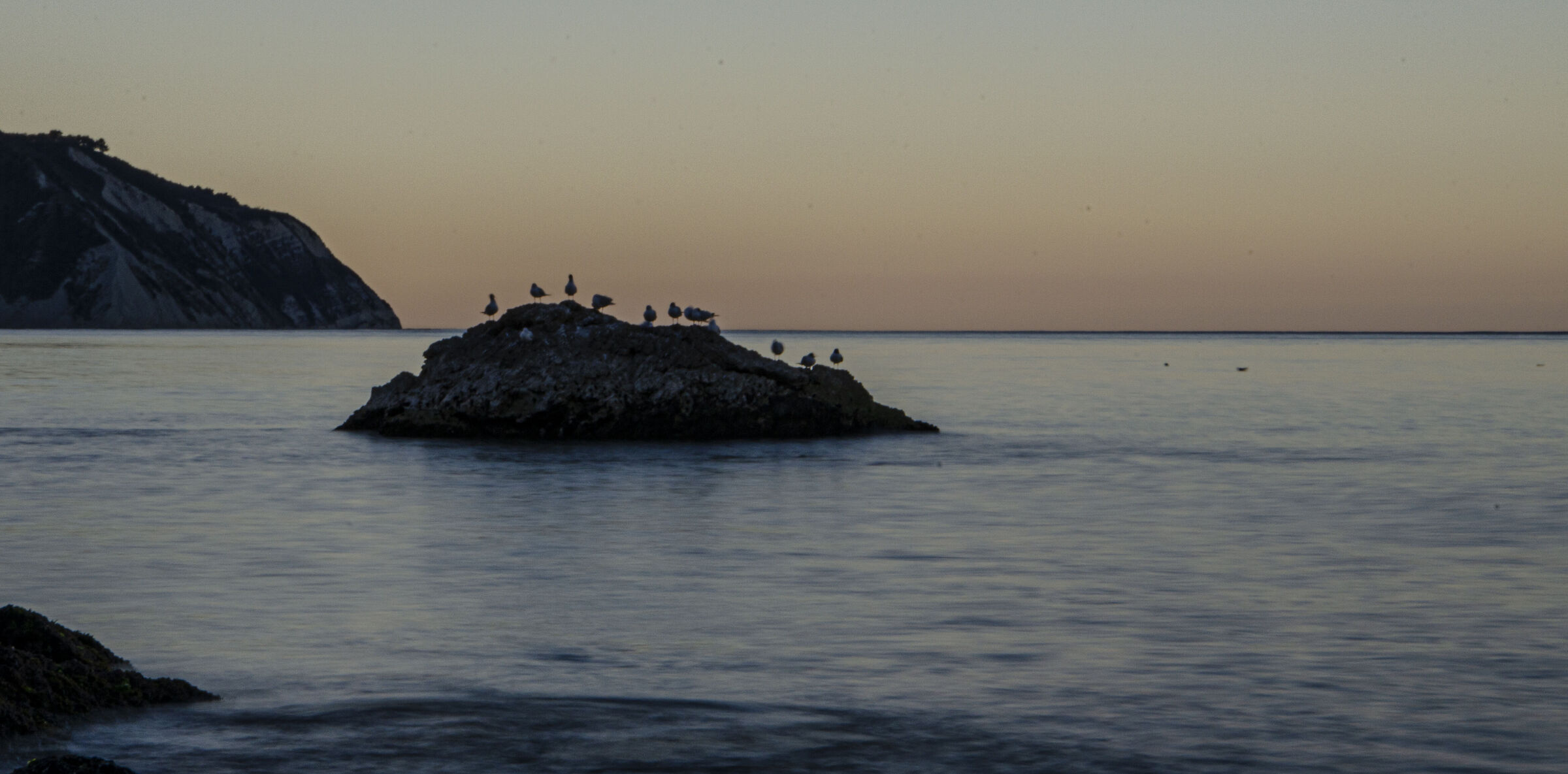Seagulls