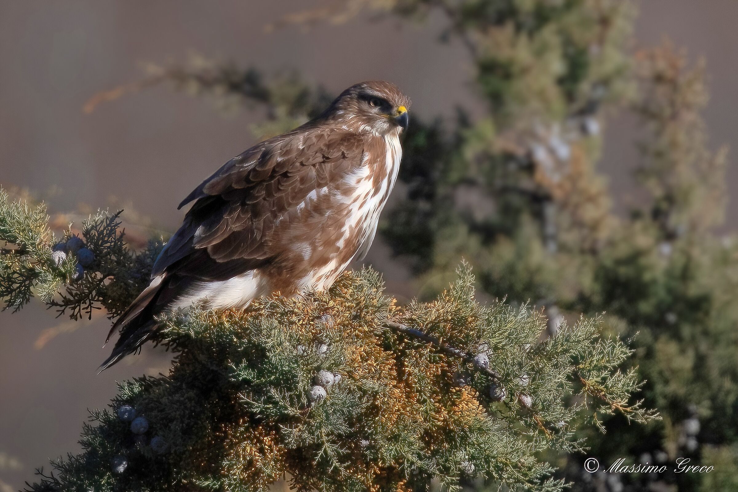 Buzzard (Buteo buteo)