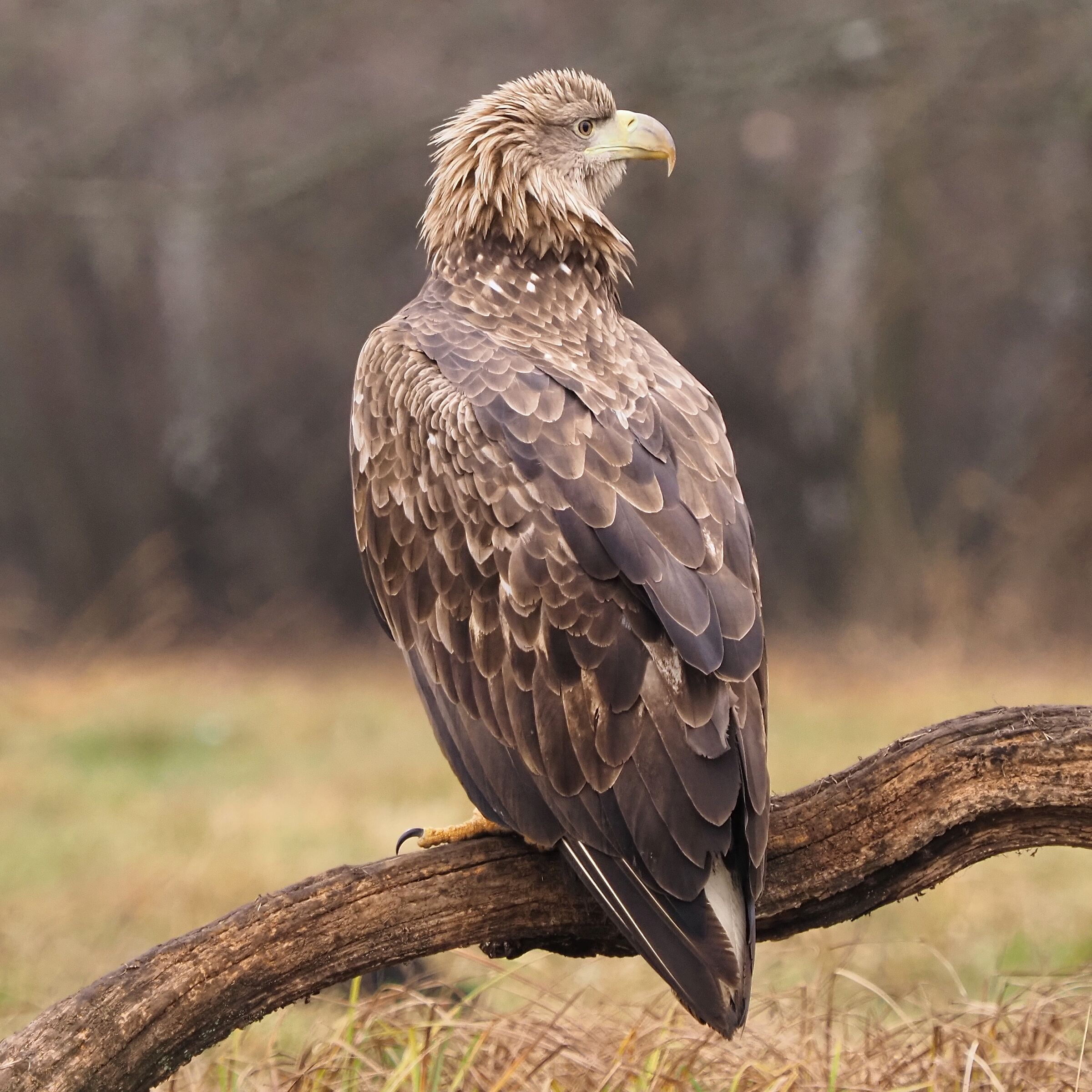 White Tailed Eagle (old boy)