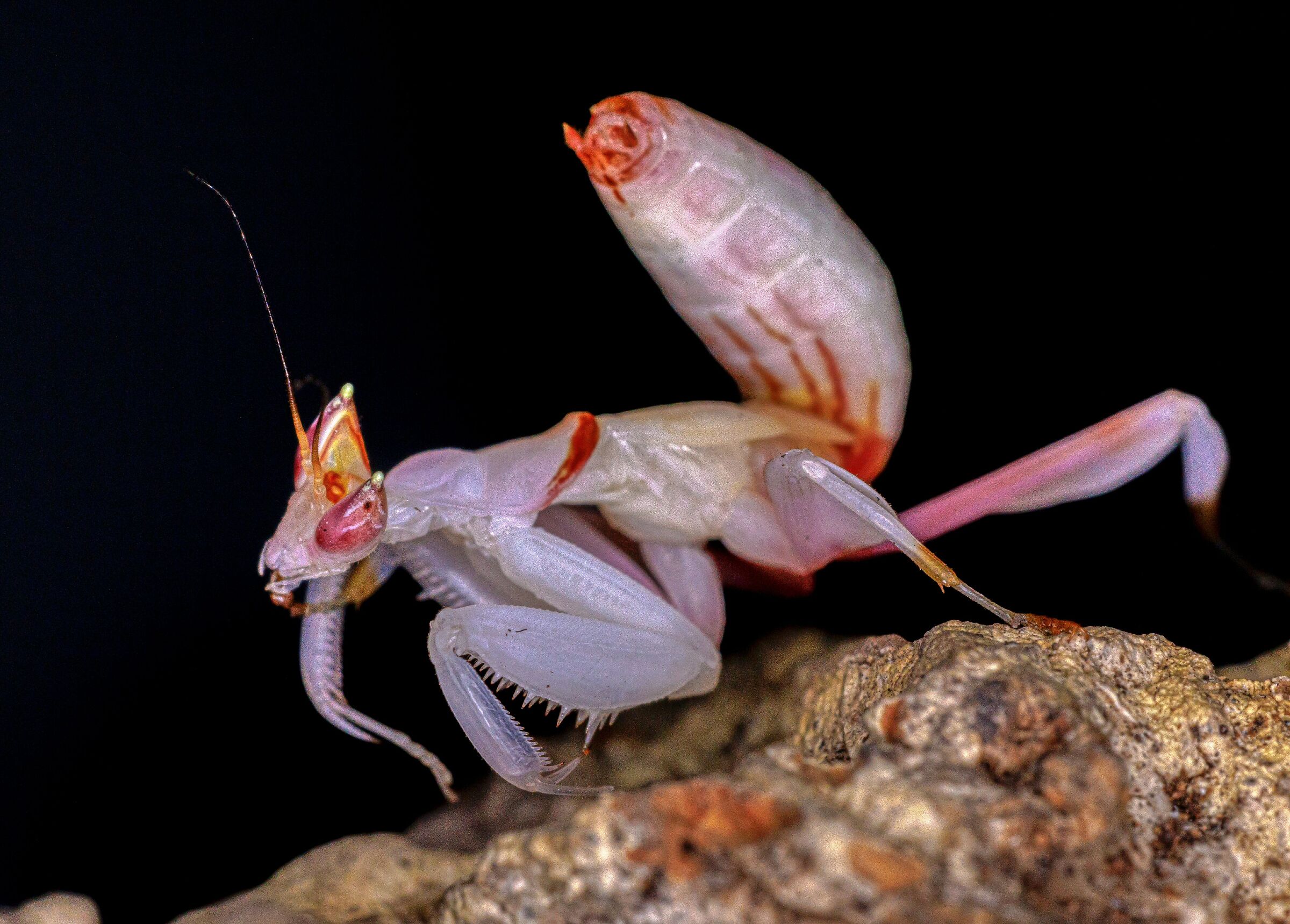 mantide orchidea