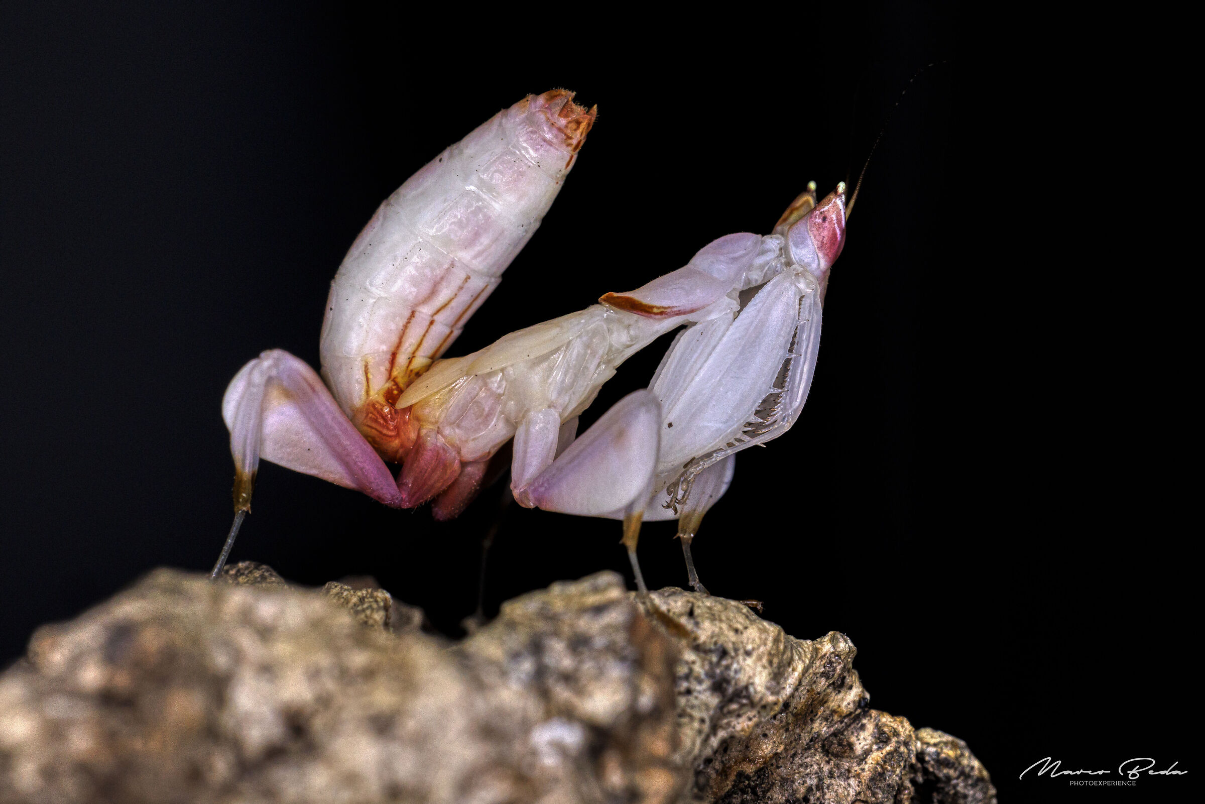 mantide orchidea