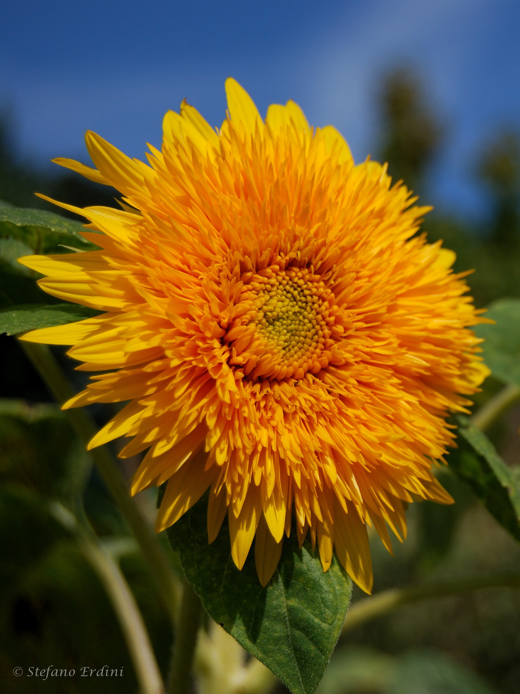 Girasole