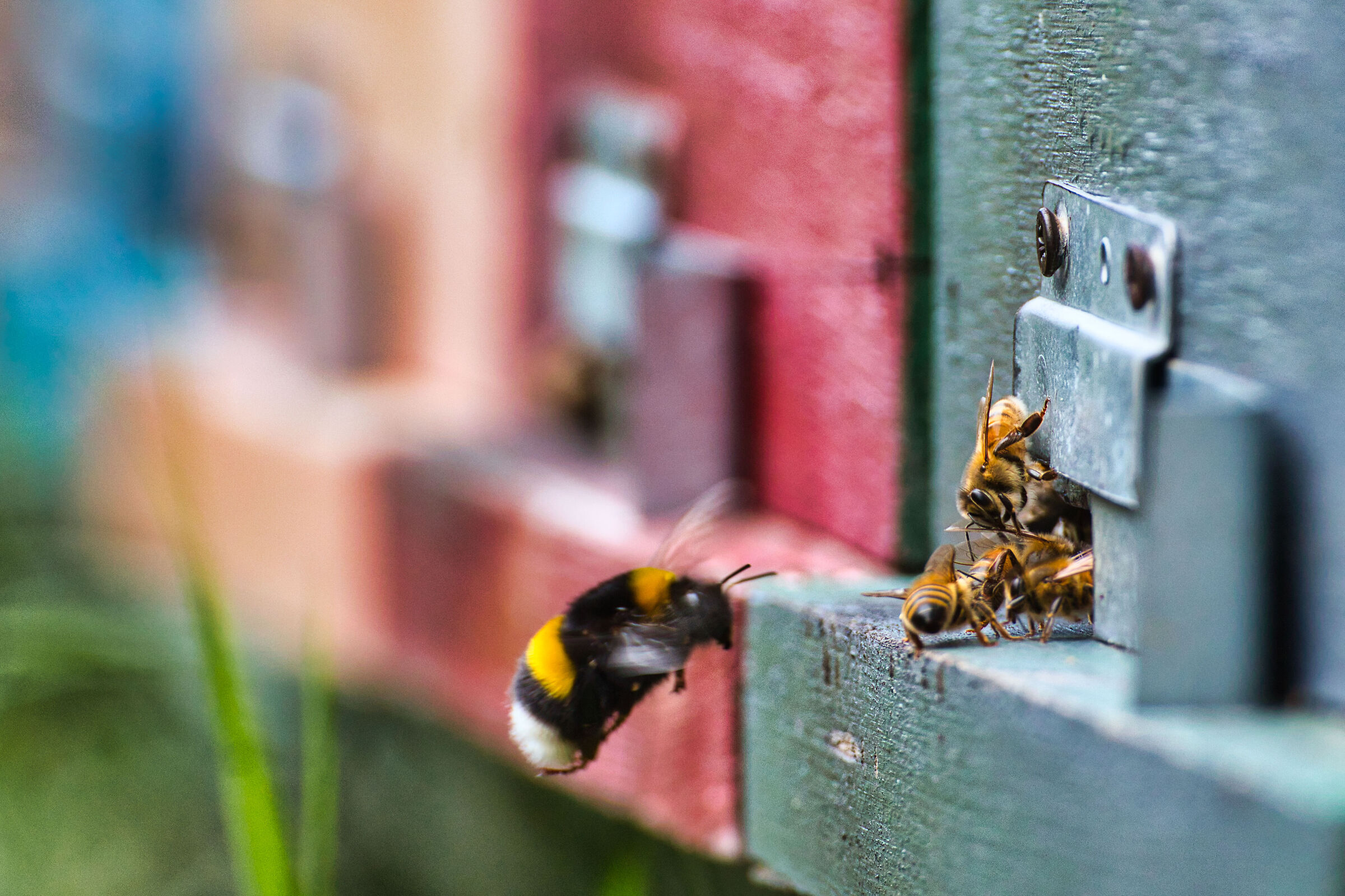 The Bumblebee and the Bees