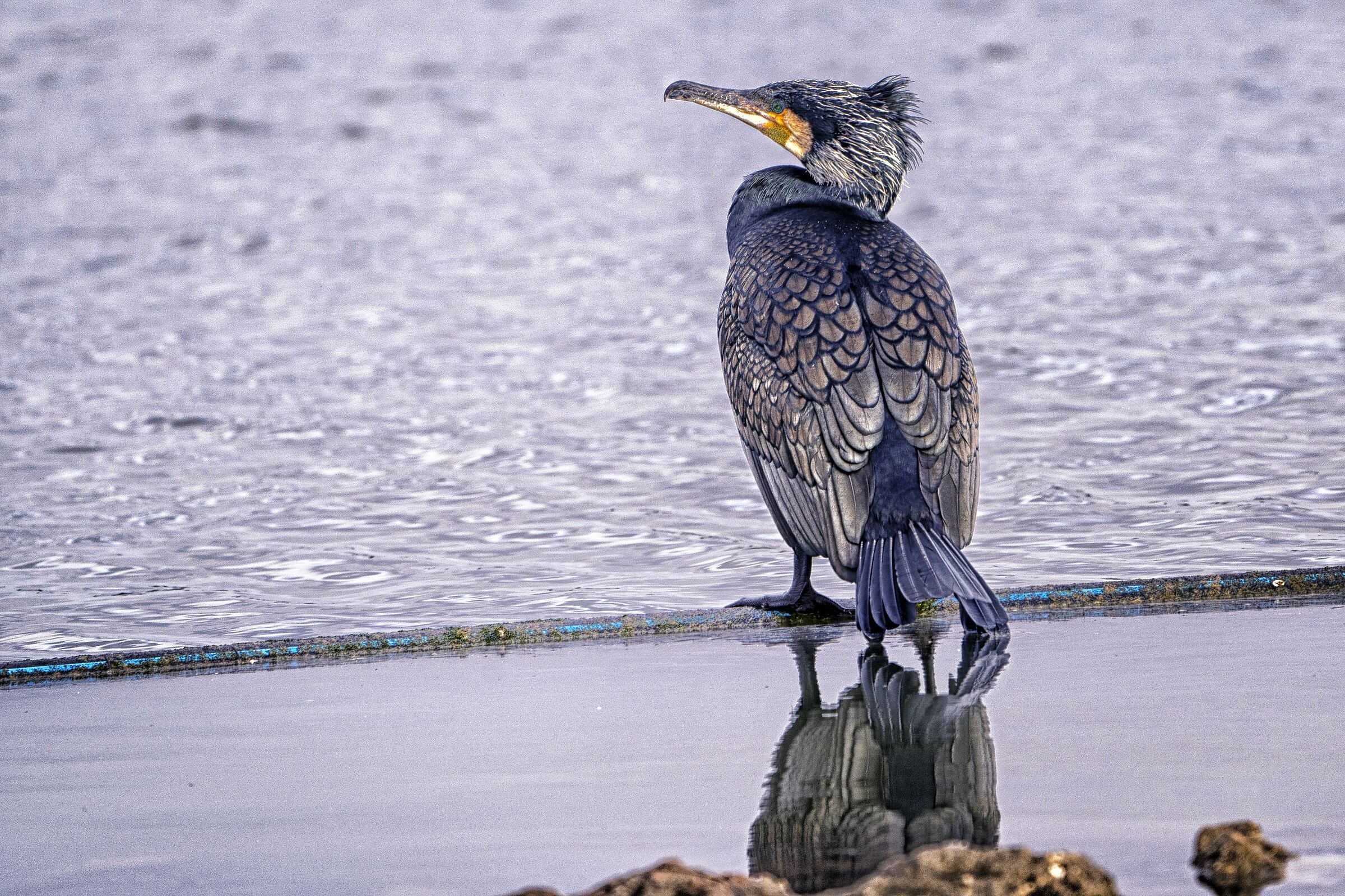 Cormorant - WWF Oasis Orbetello Lagoon