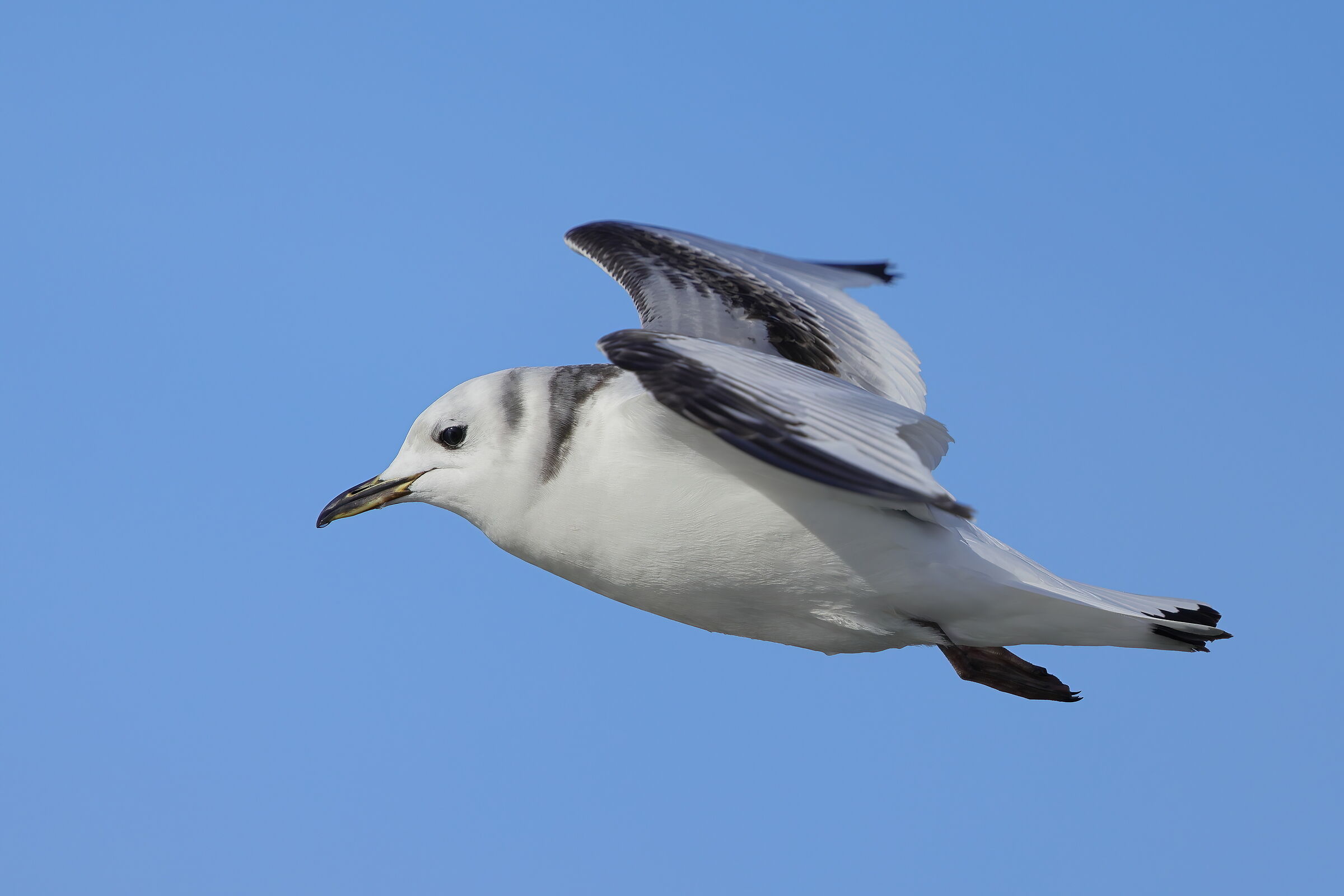 Kittiwake
