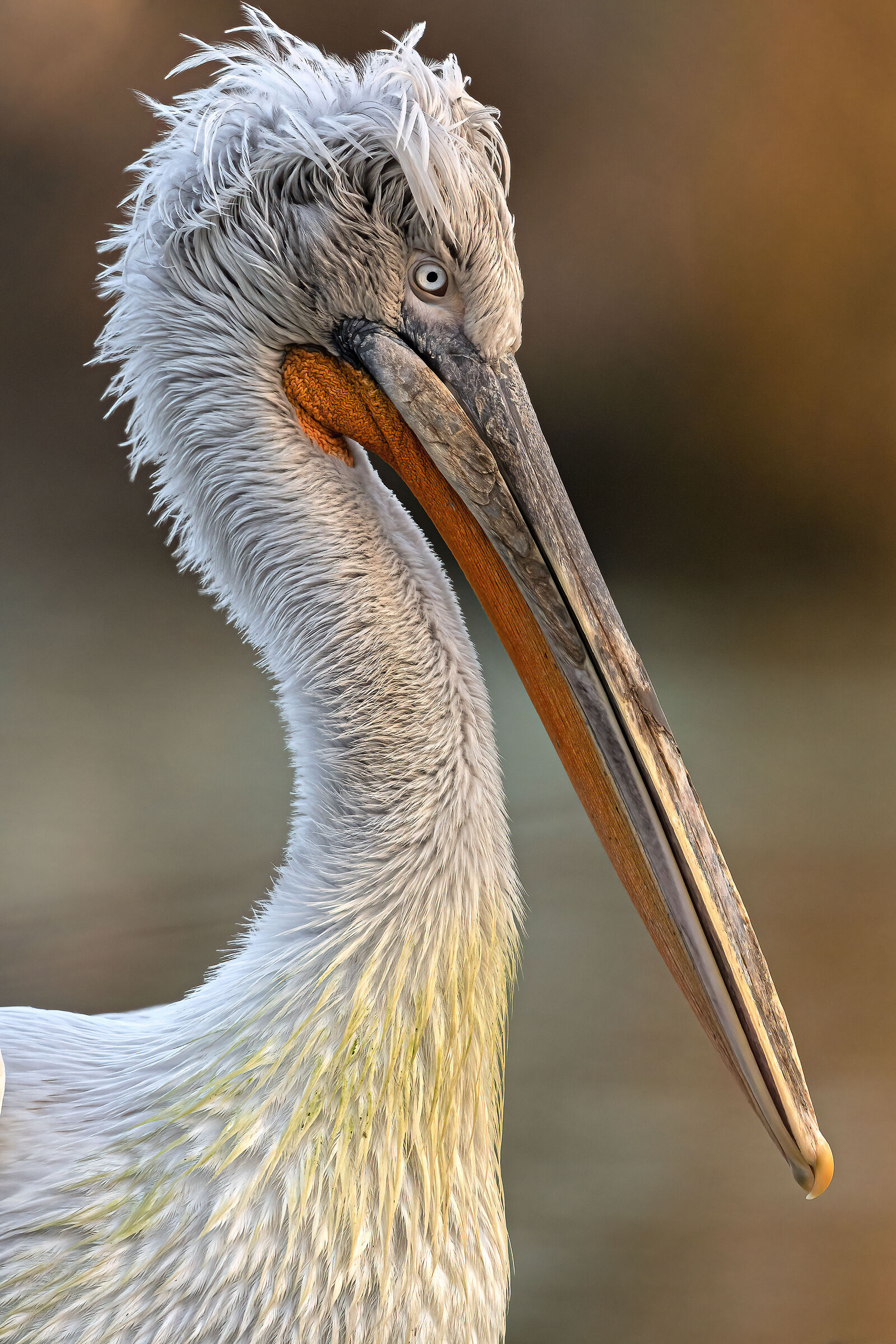 Curly pelican