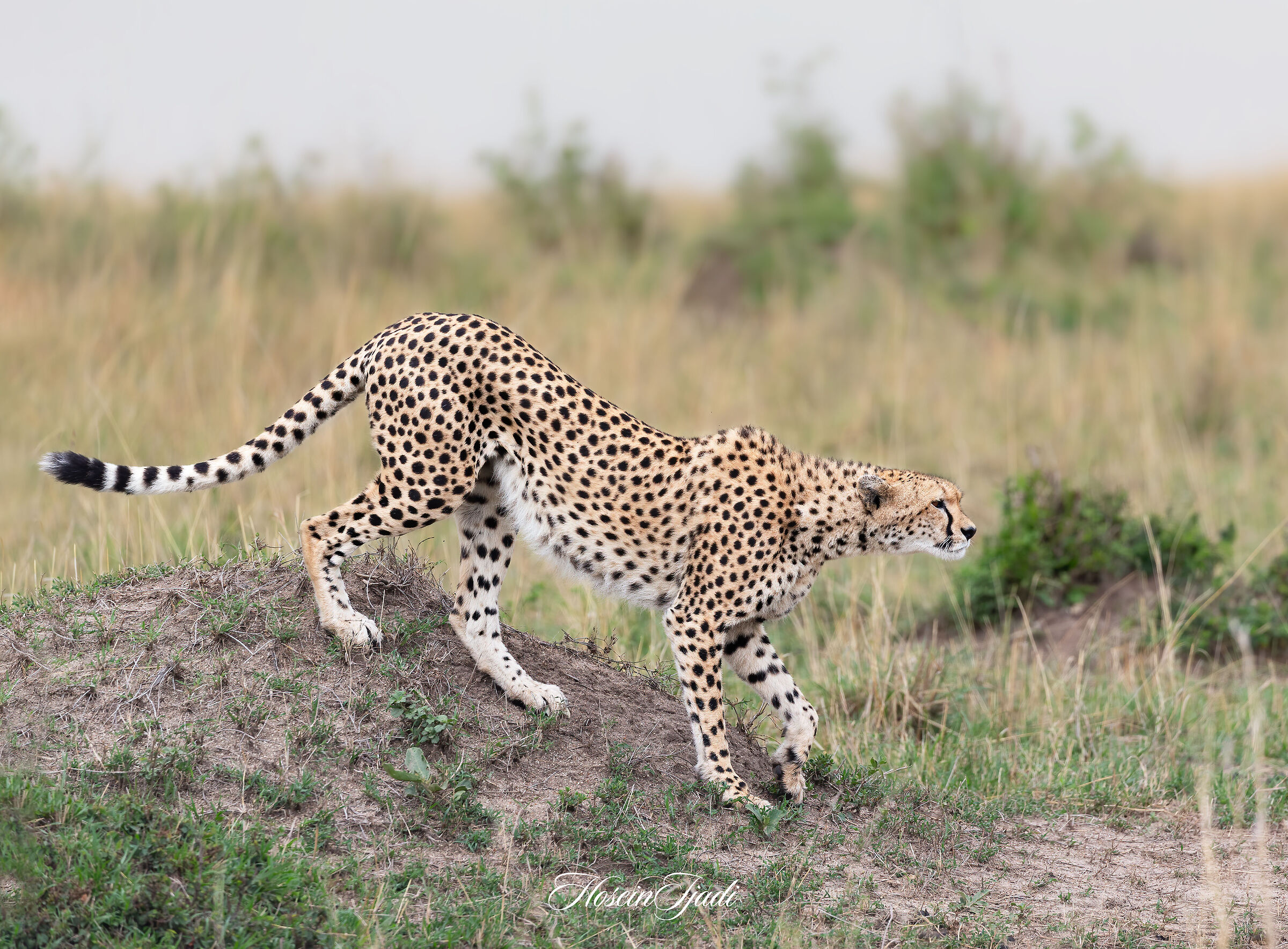 Cheeta ·