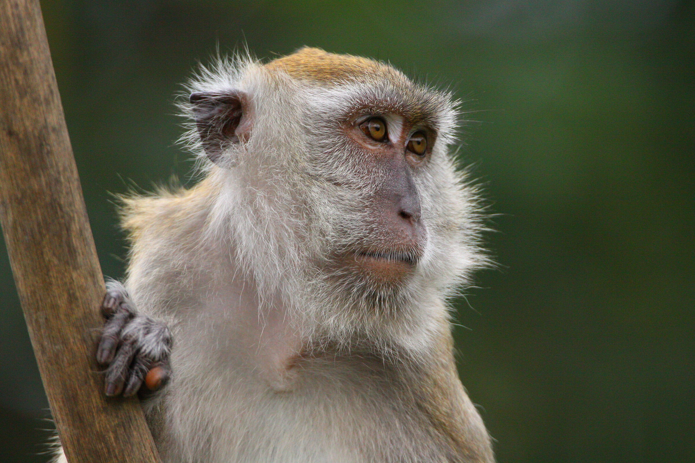 Un macaco dalla coda lunga