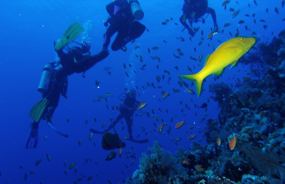 Triglia gialla (Parupeneus cyclostomus)