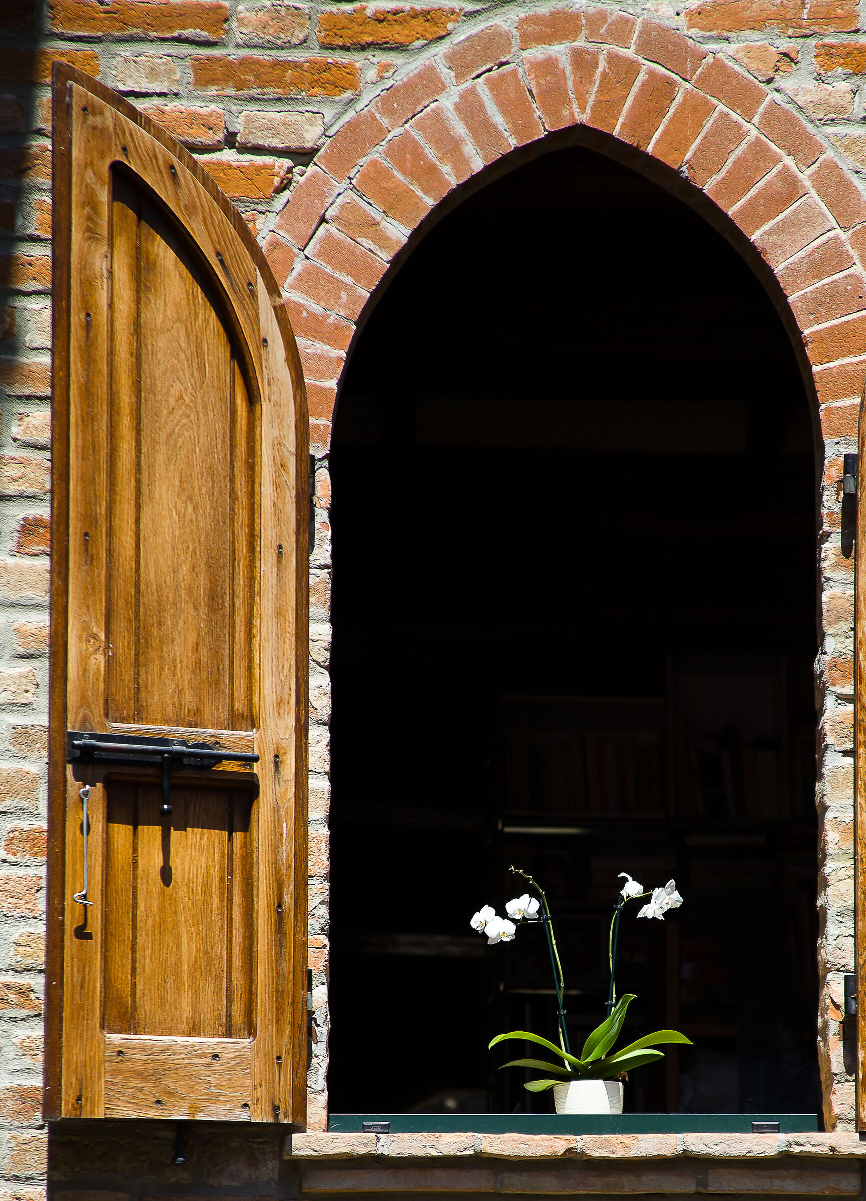 Orchidea alla finestra