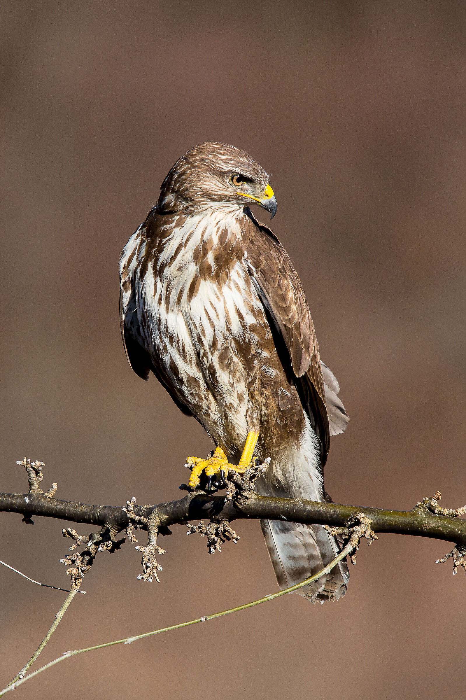 Buzzard