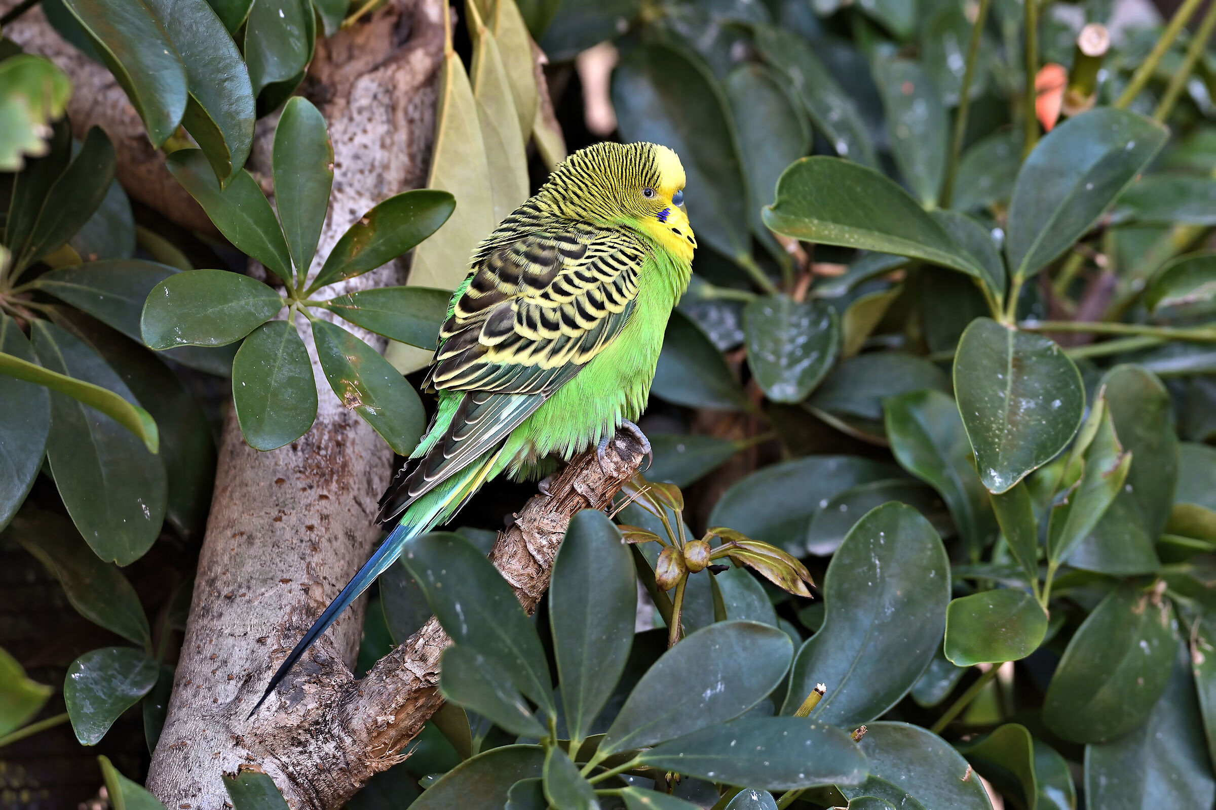 Wavy parakeet