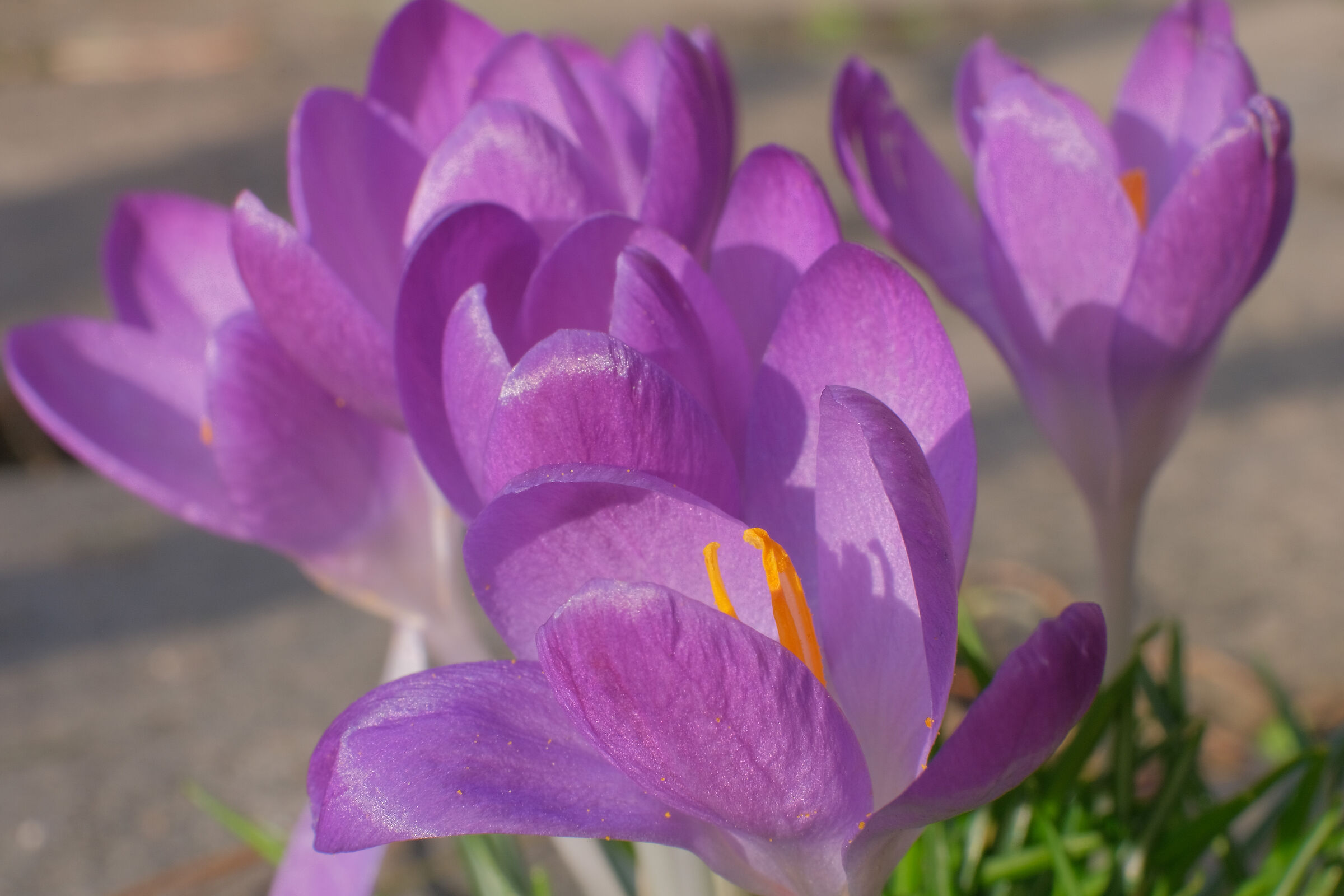 garden 1