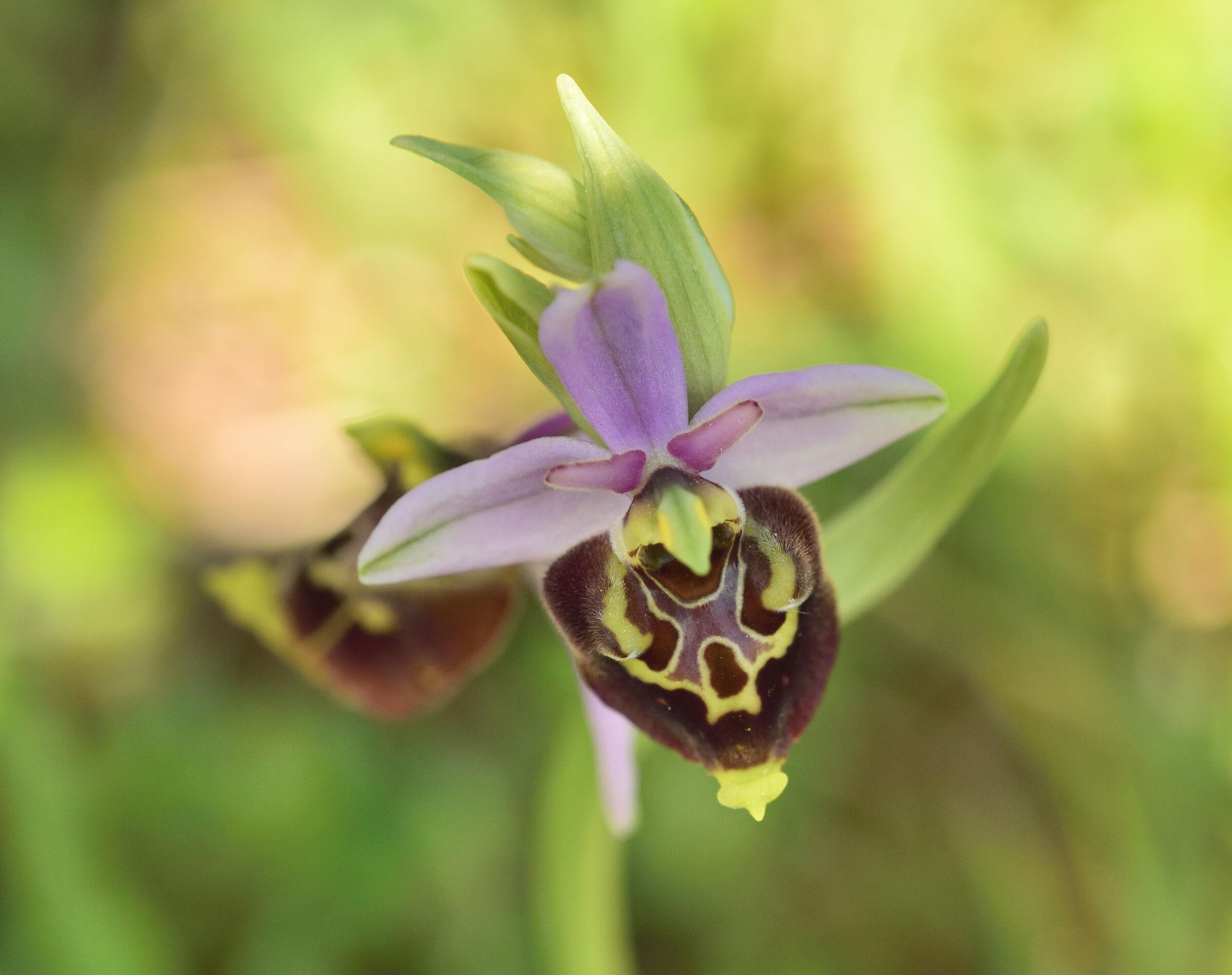 orchidea selvatica