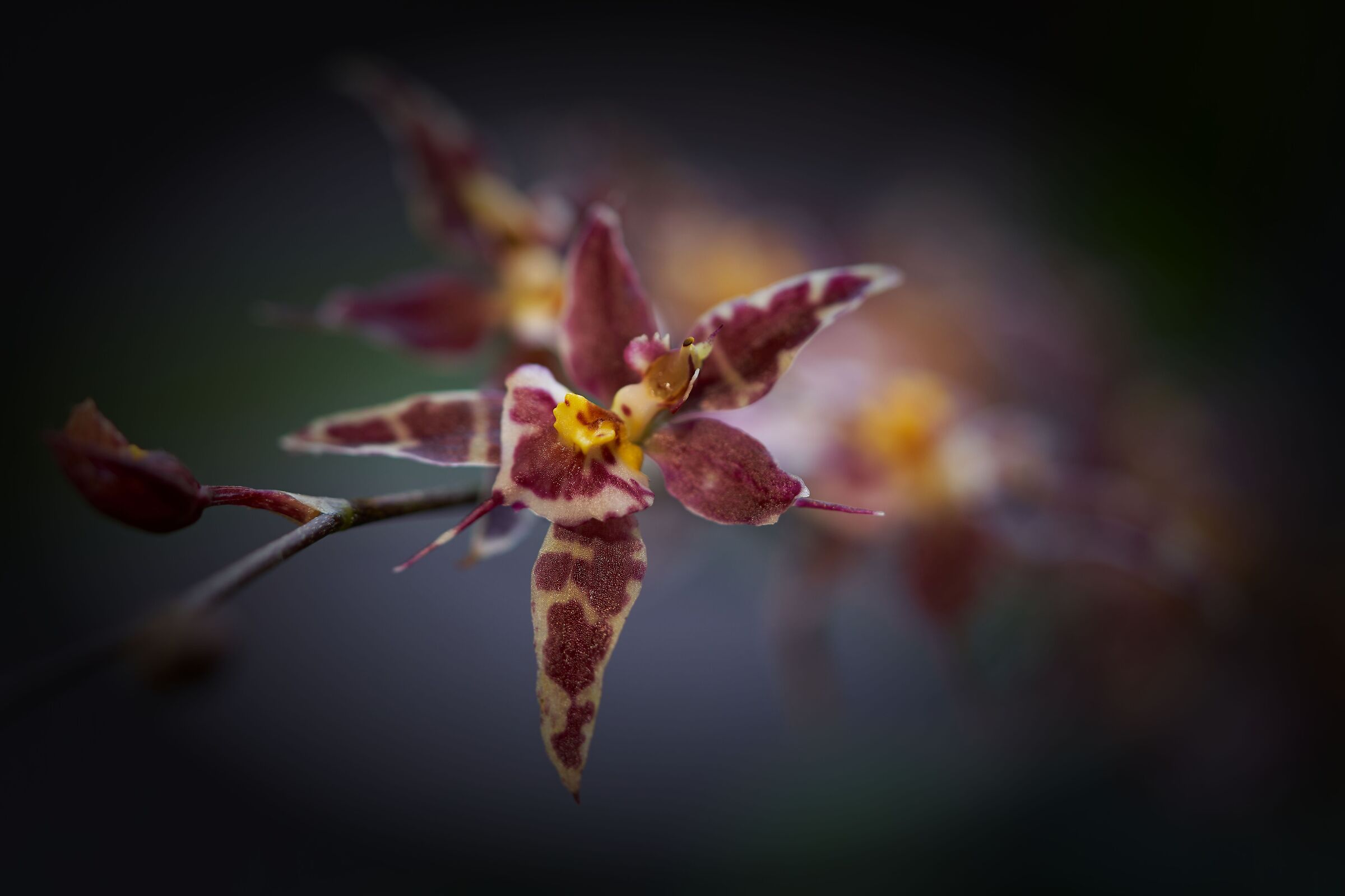 Oncidium