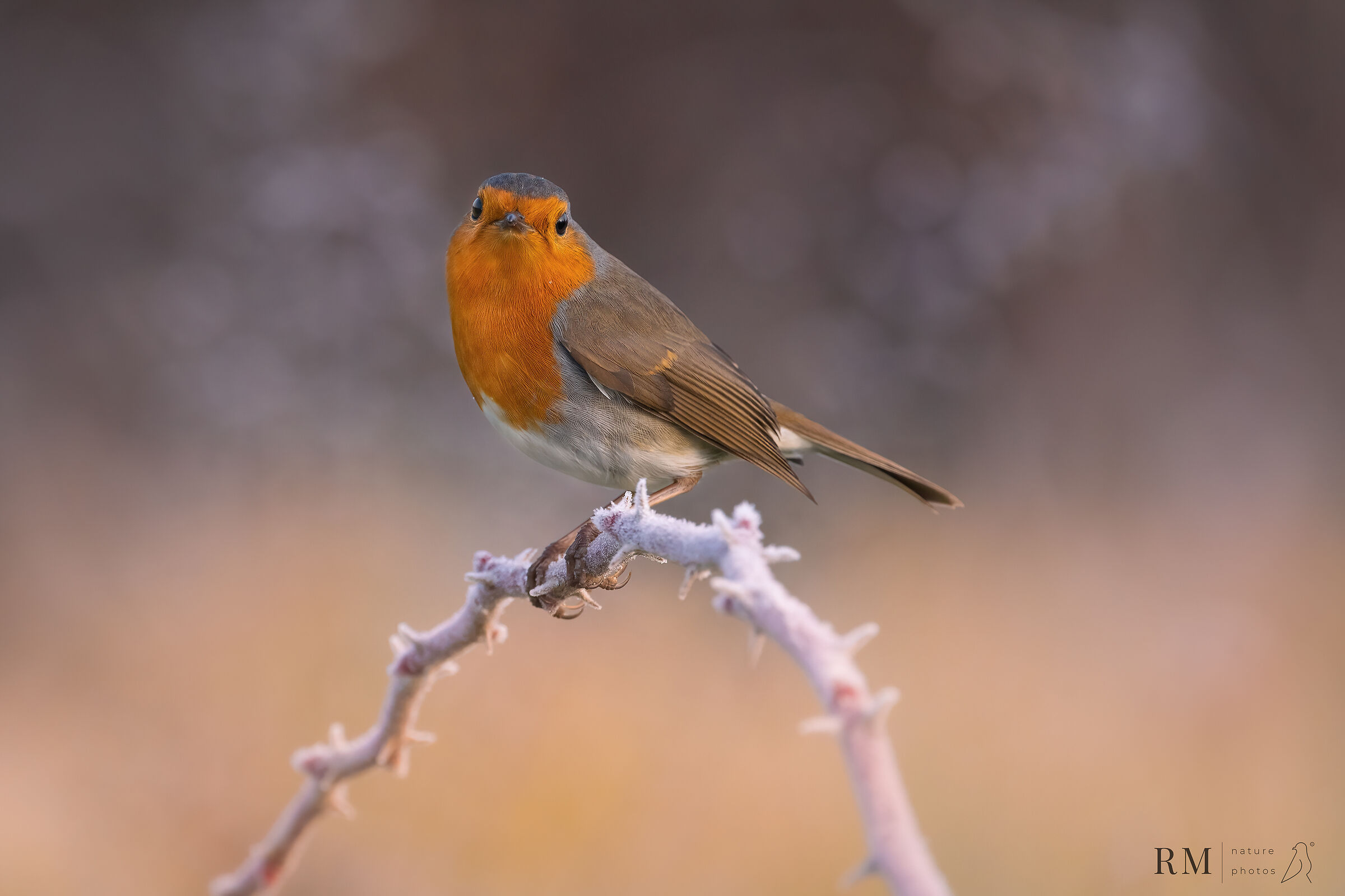 Robin