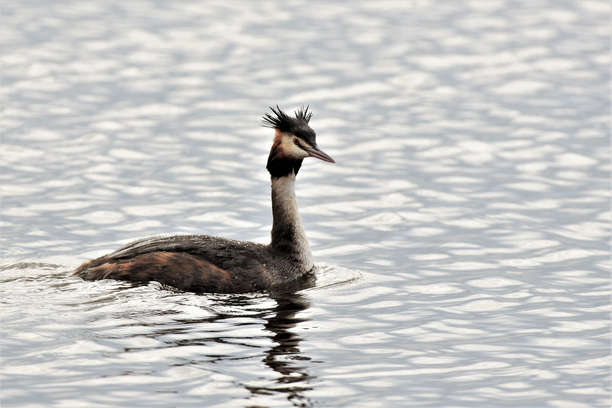 Great crested grebe