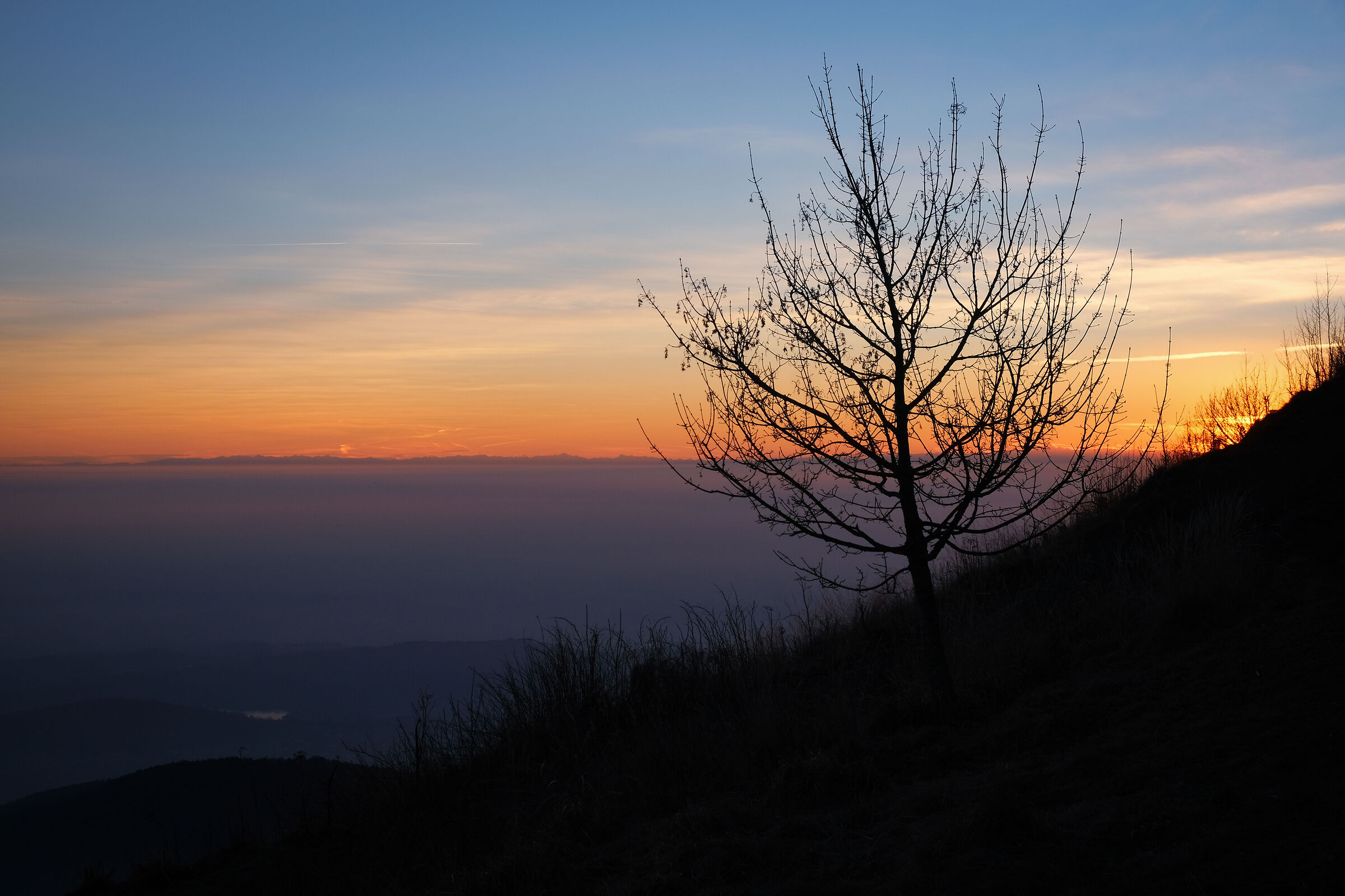 Lonely tree