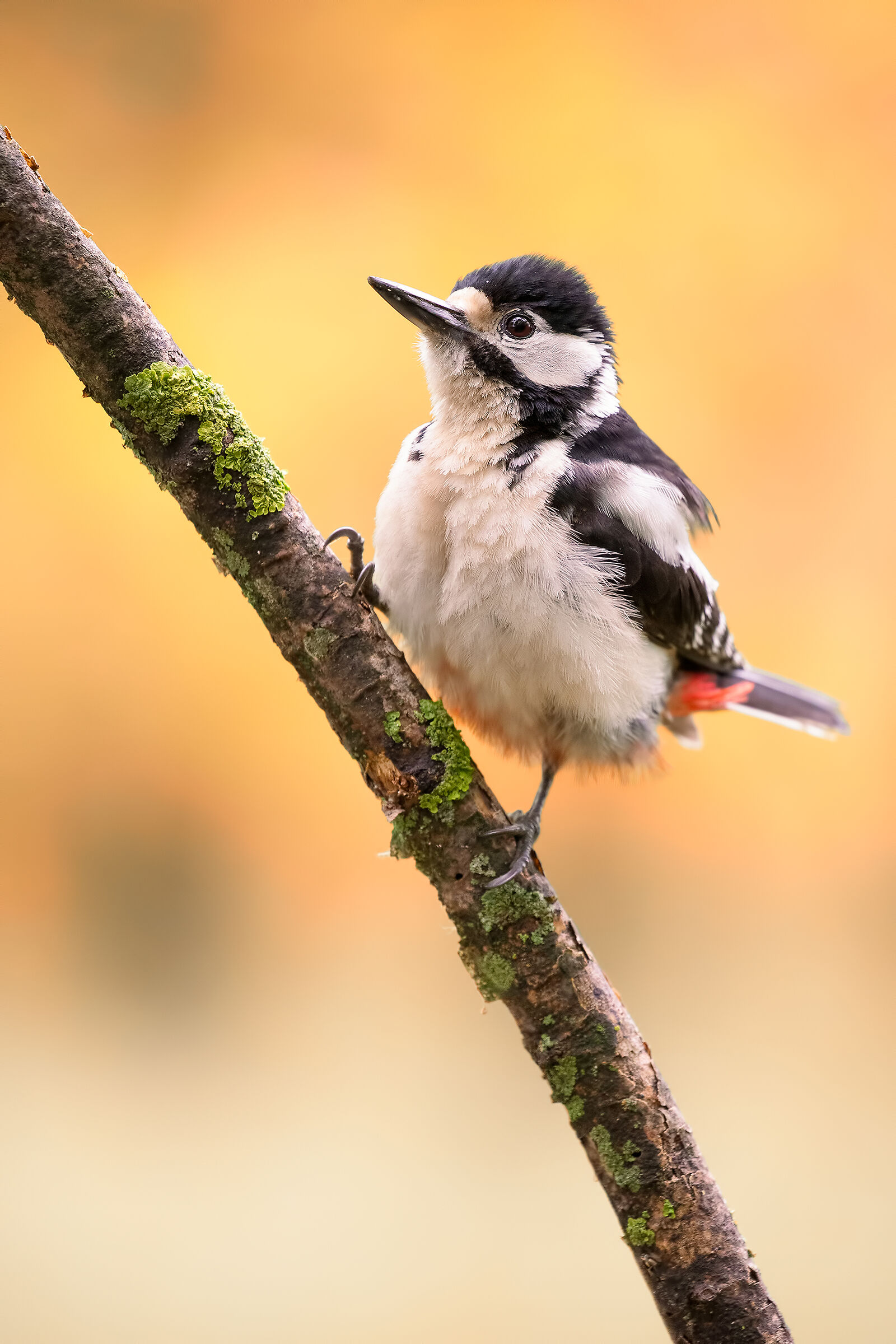 Un'alba di qualche anno fà