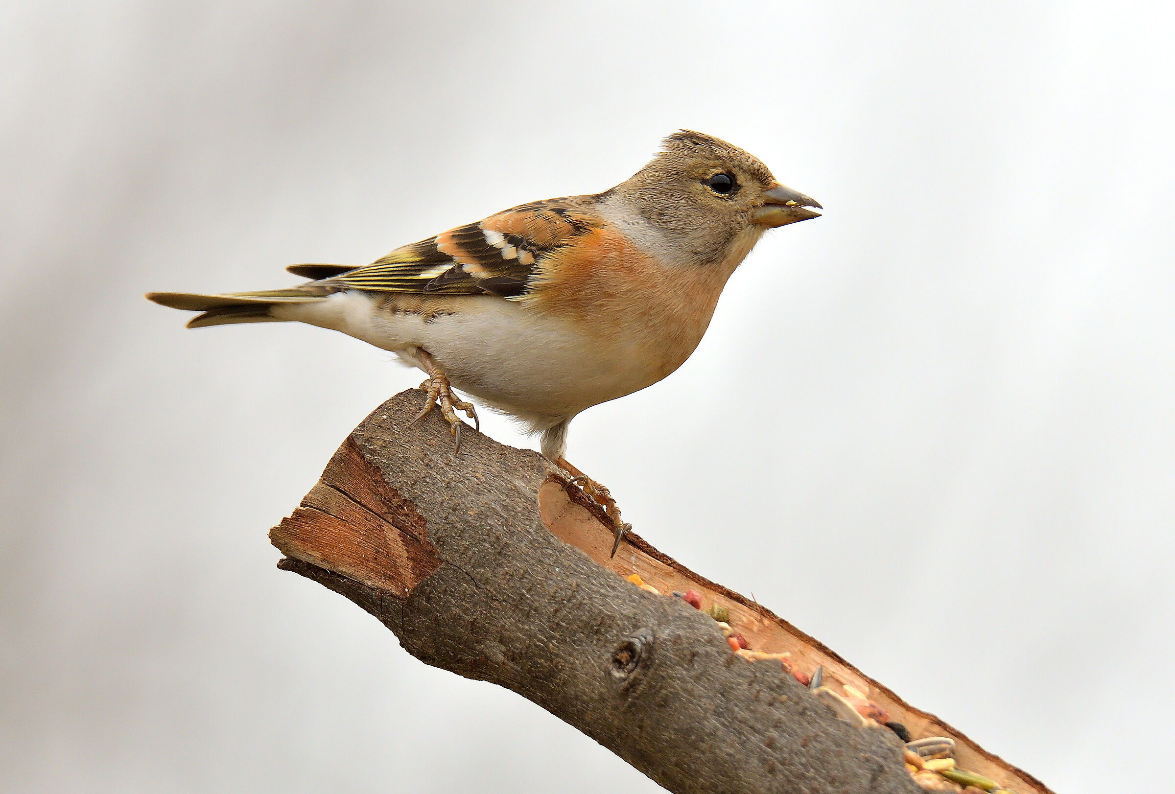 peppola femm.( fringilla  montifringilla )