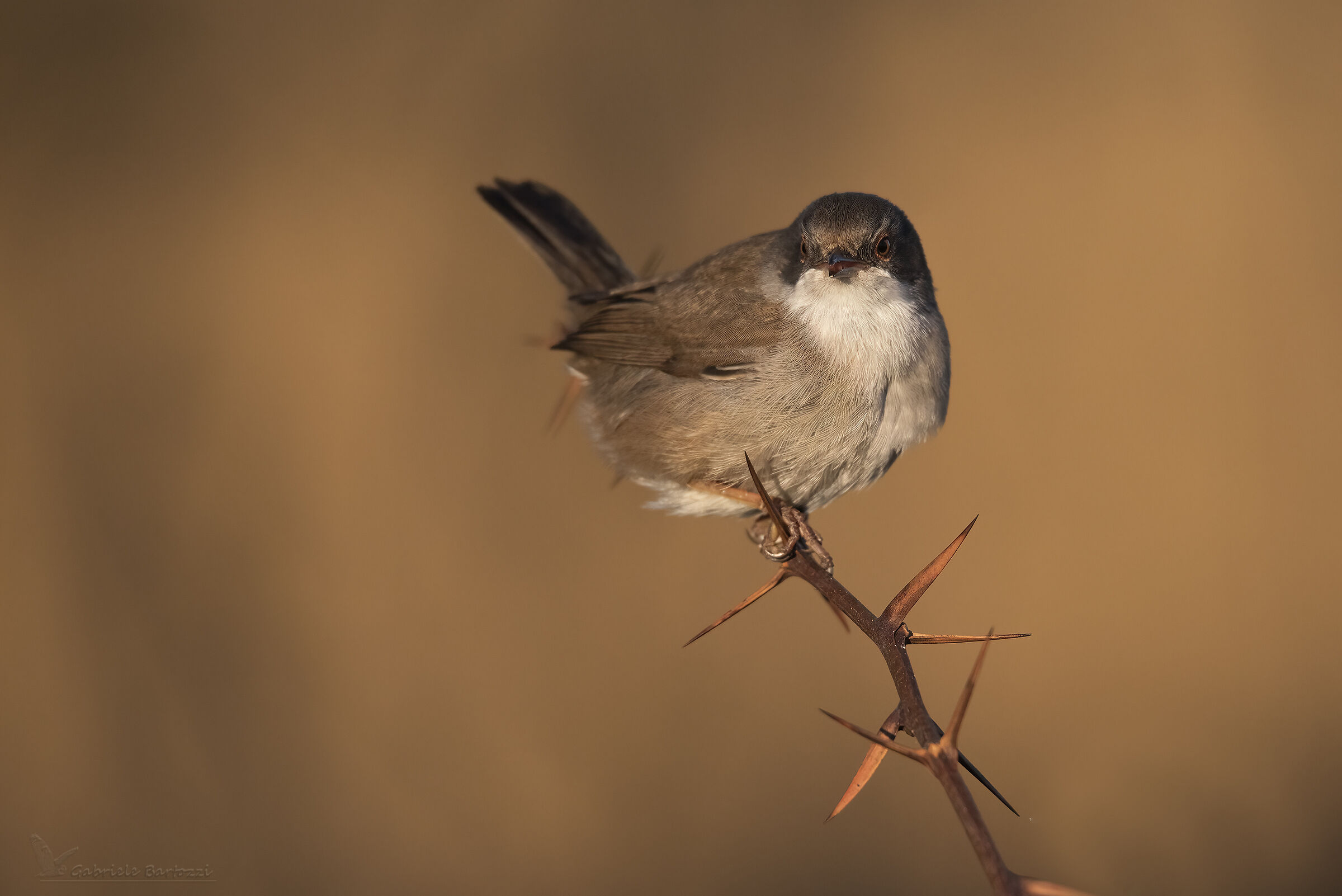 Occhiocotto femmina