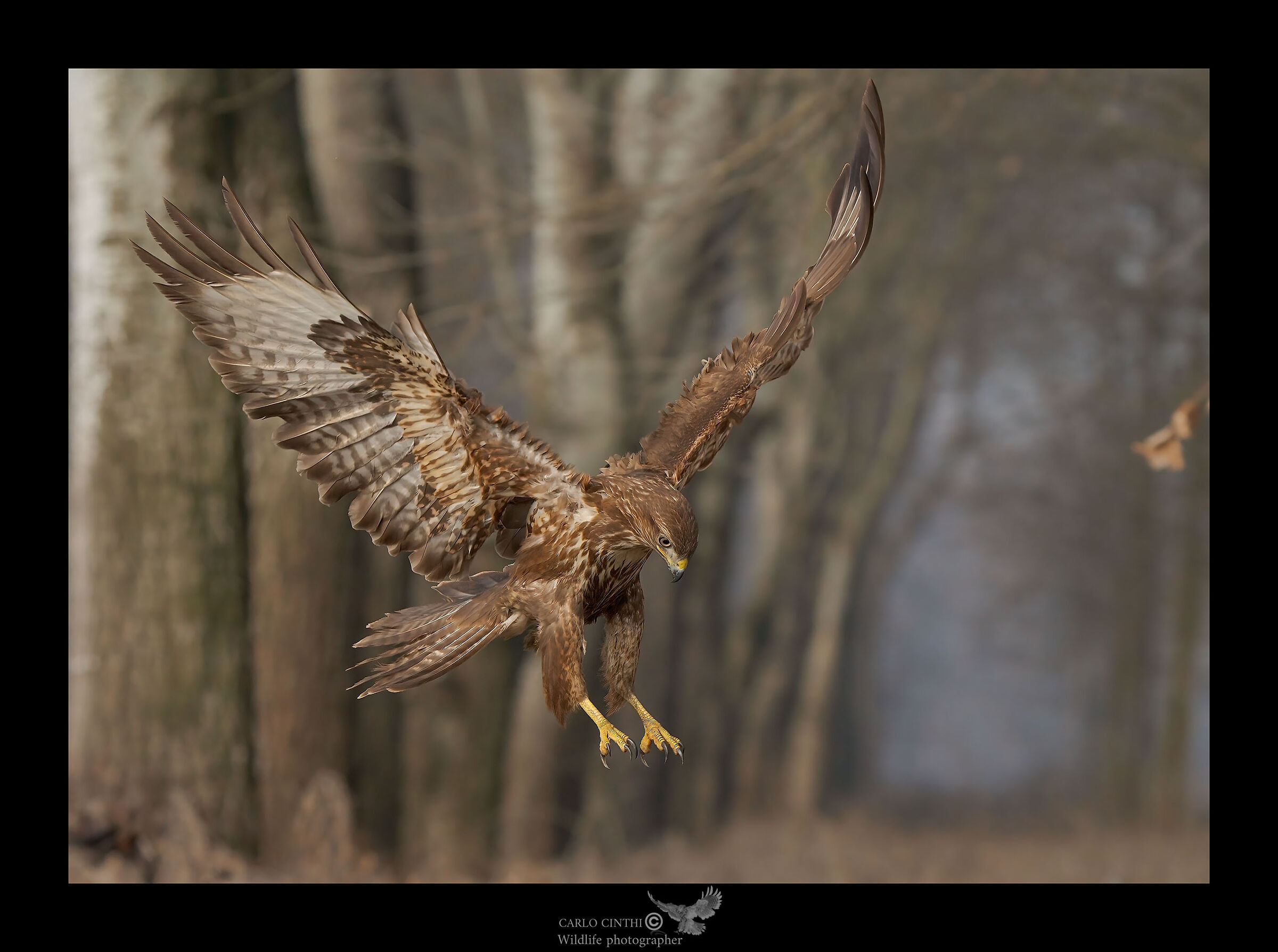 Buzzard