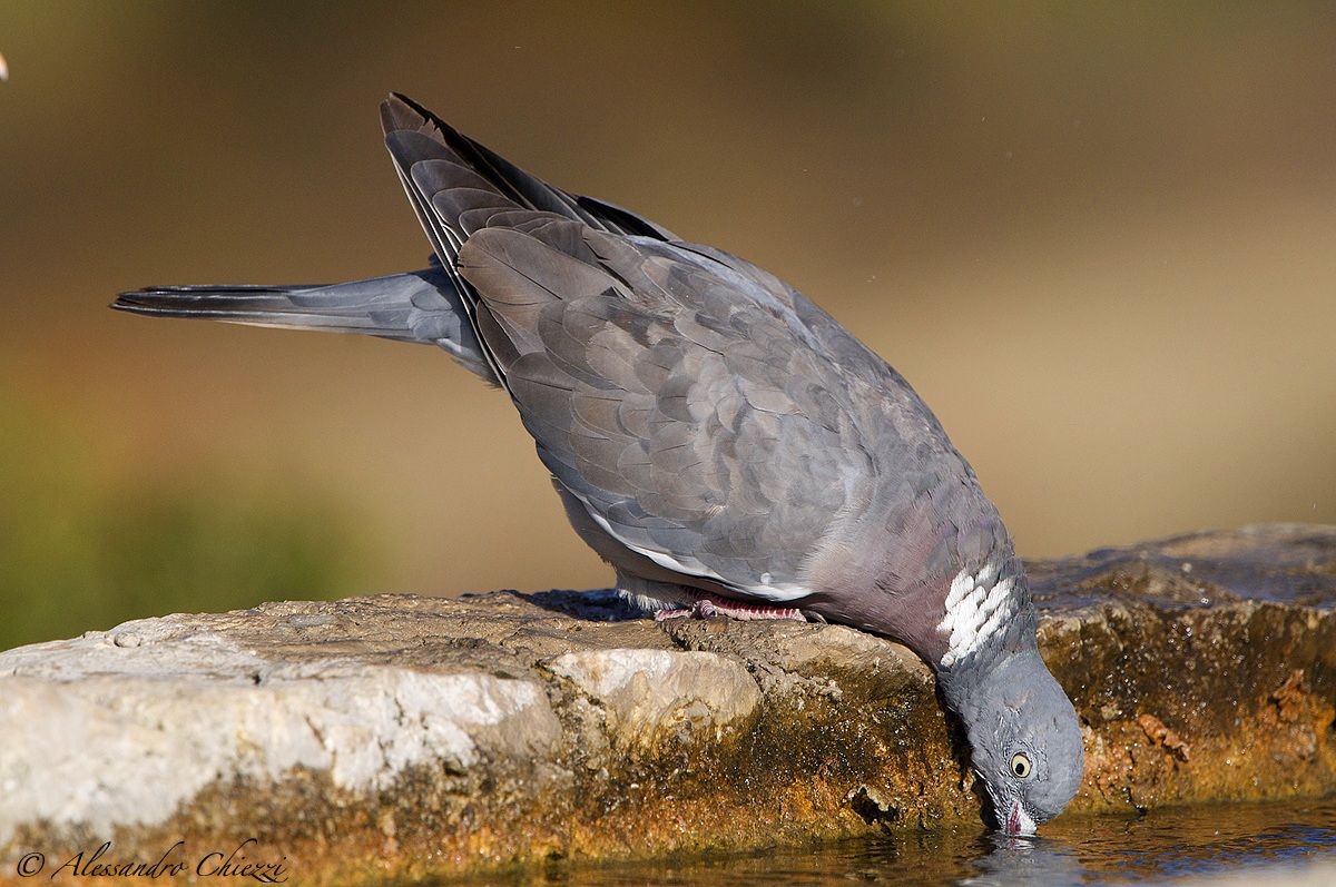 Woodpigeon