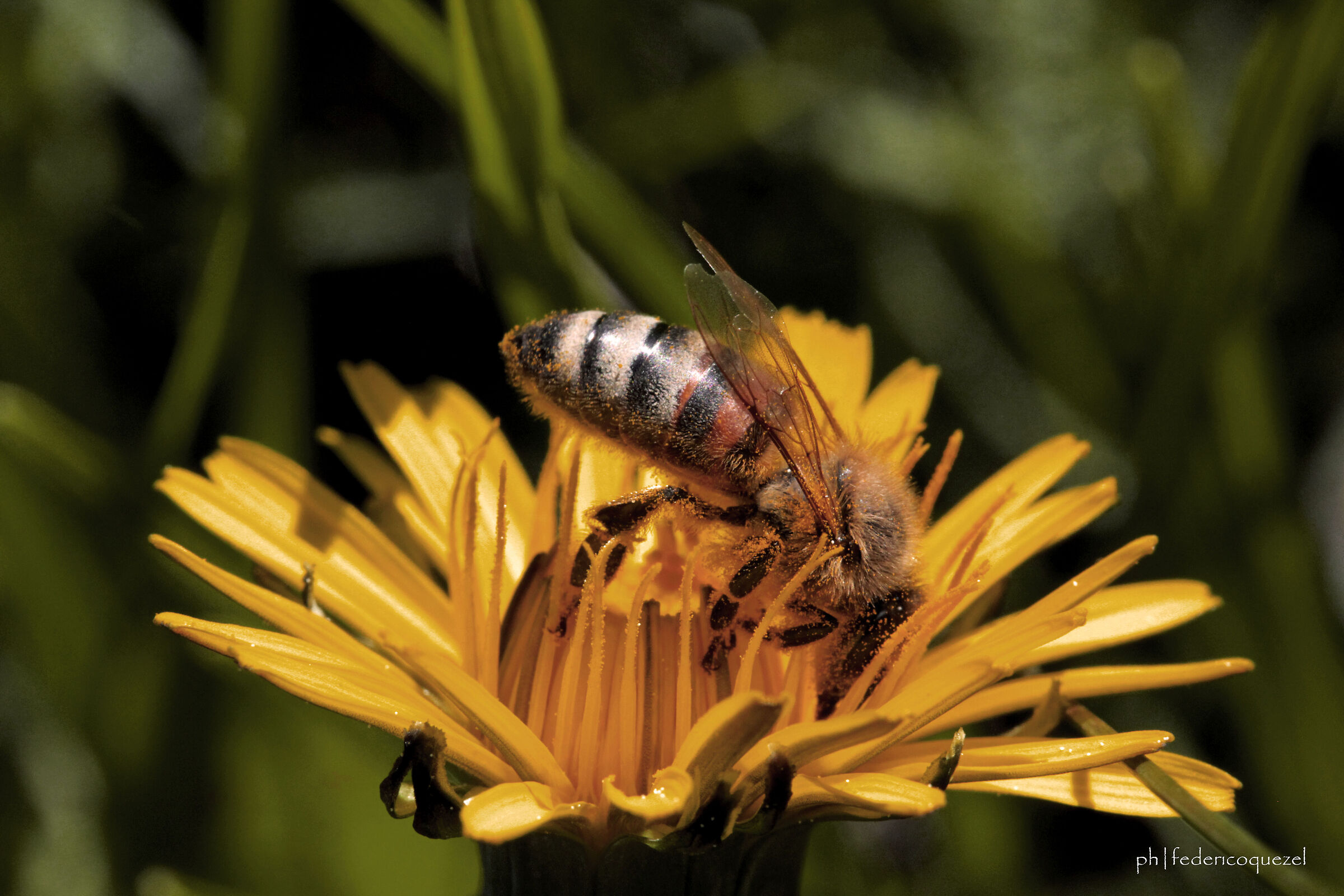 Apis mellifera / Taraxacum